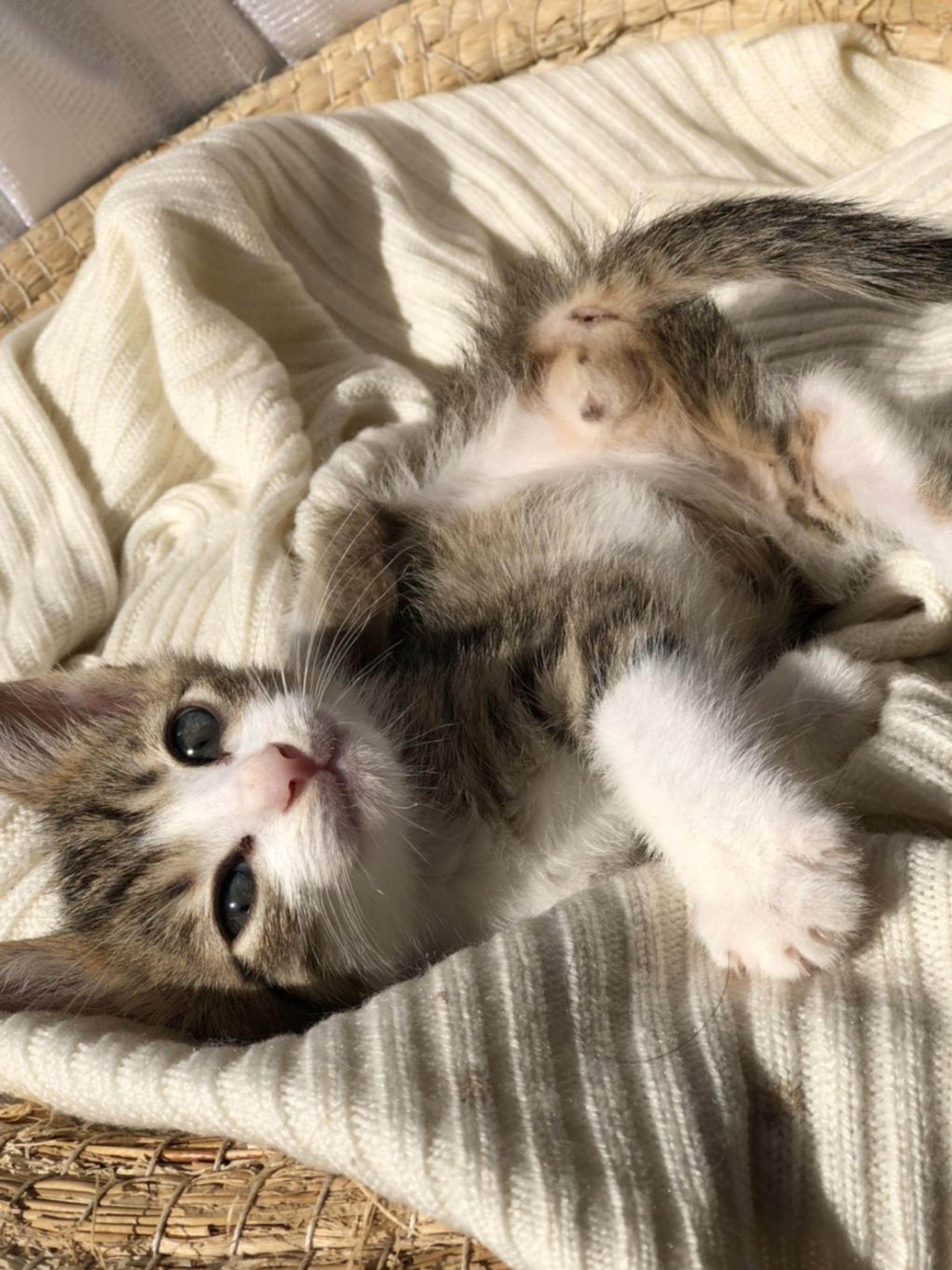 pet-image-4