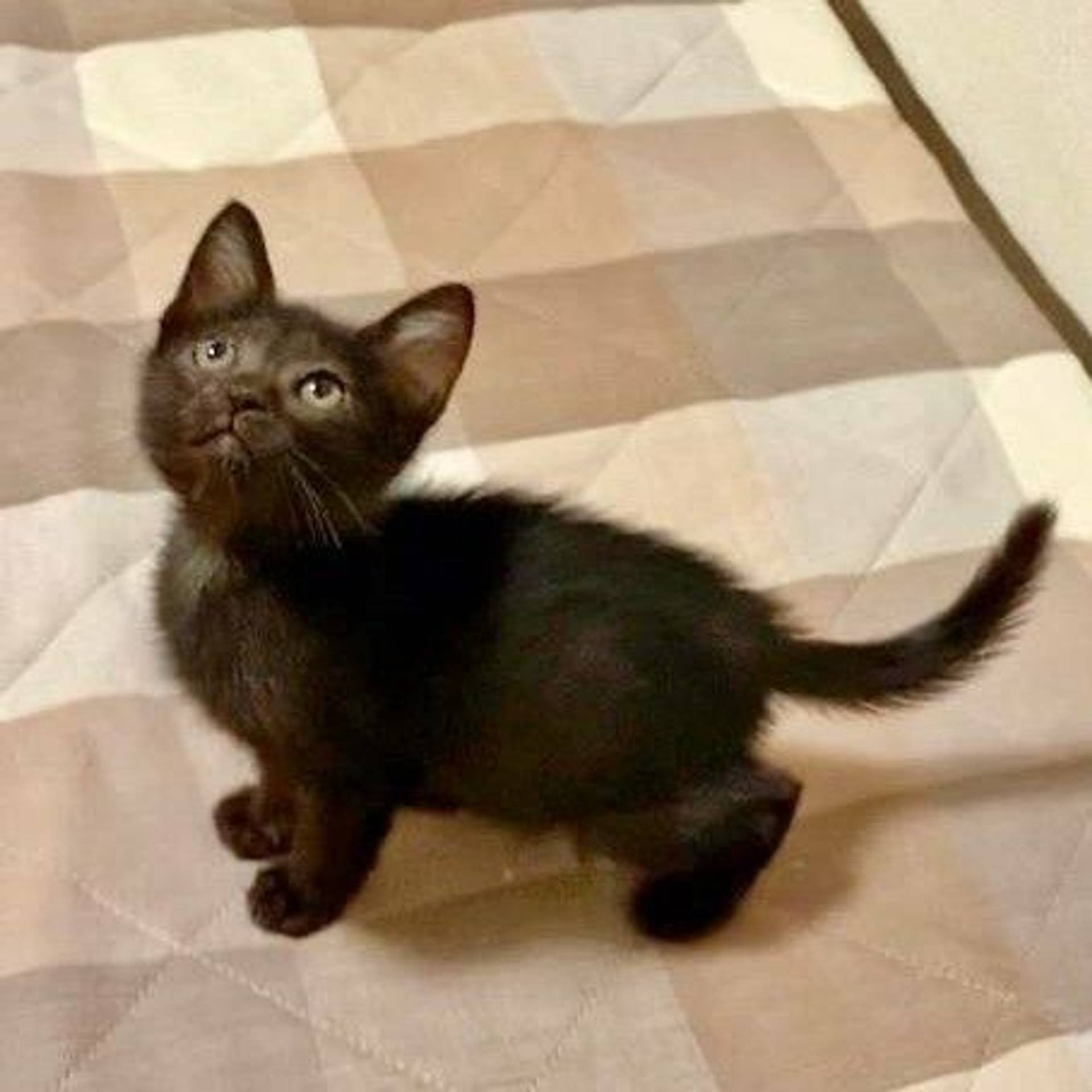 雑種（ミックス猫）・メスの里親募集の写真
