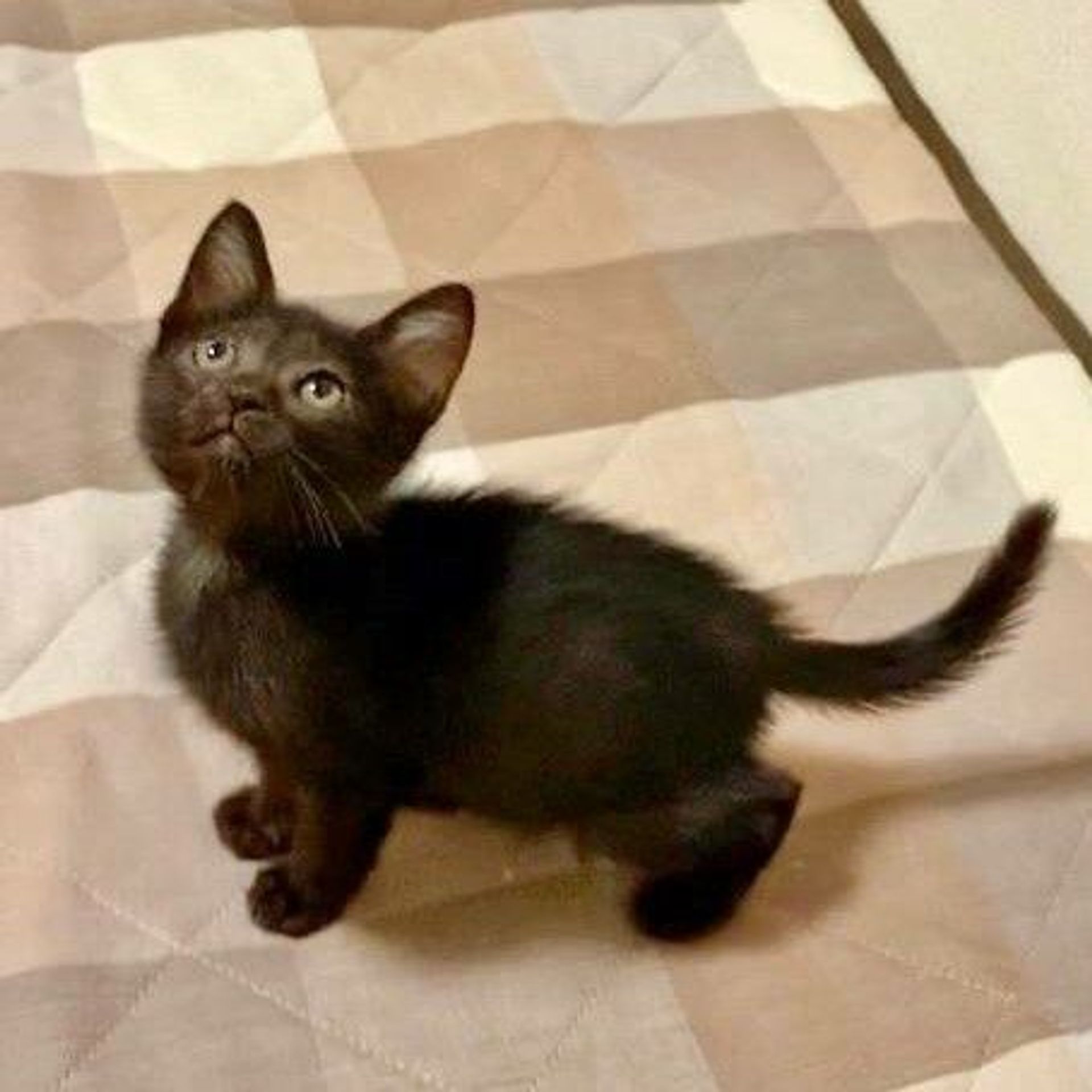 雑種（ミックス猫）・メスの里親募集の写真