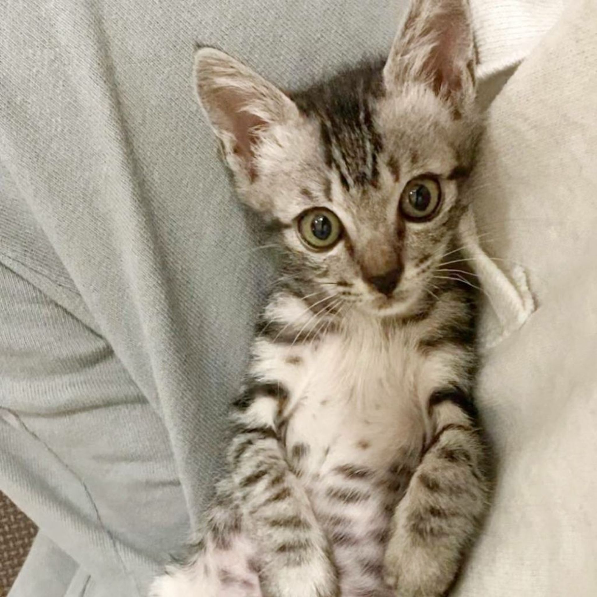 雑種（ミックス猫）・オスの里親募集の写真