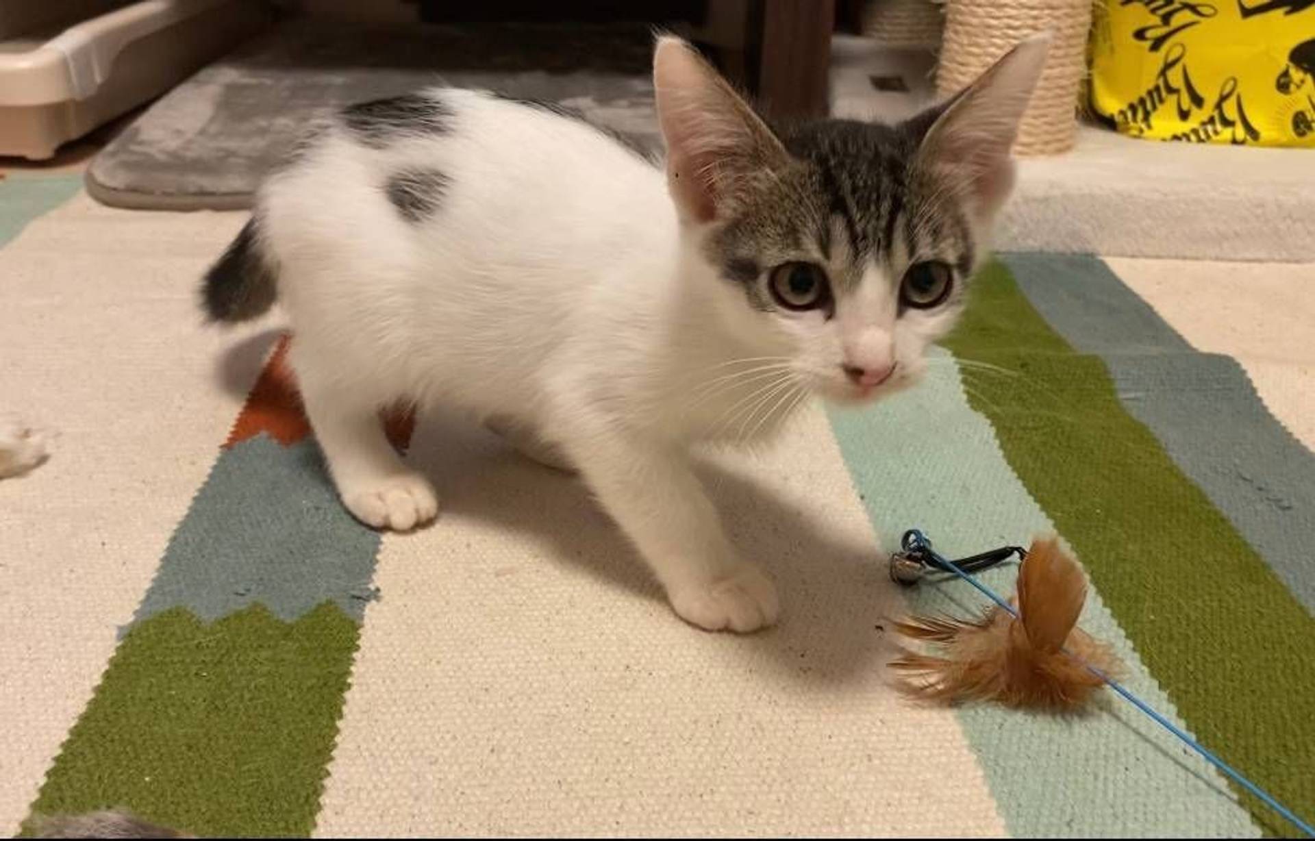 雑種（ミックス猫）・オスの里親募集の写真