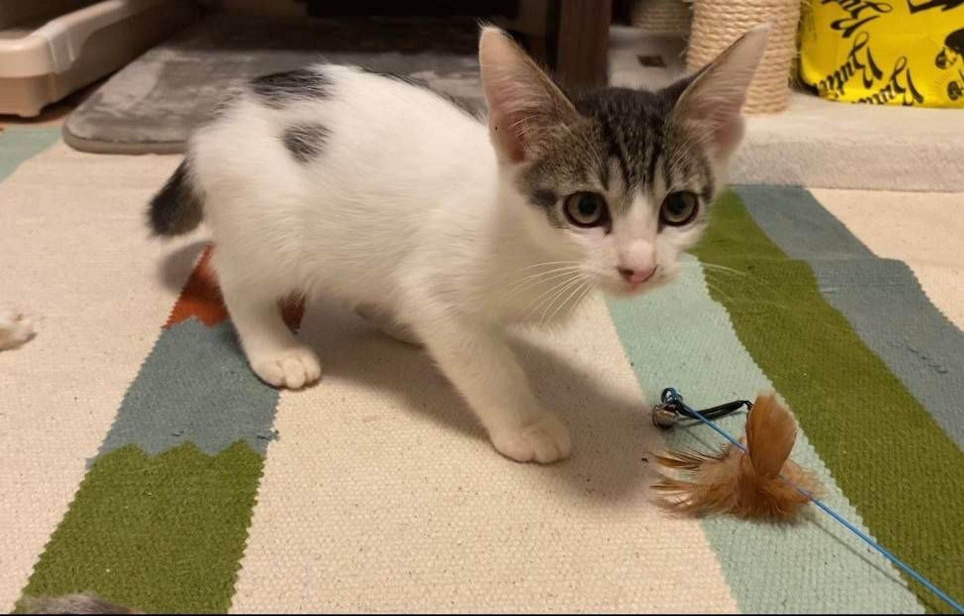 雑種（ミックス猫）・オスの里親募集の写真