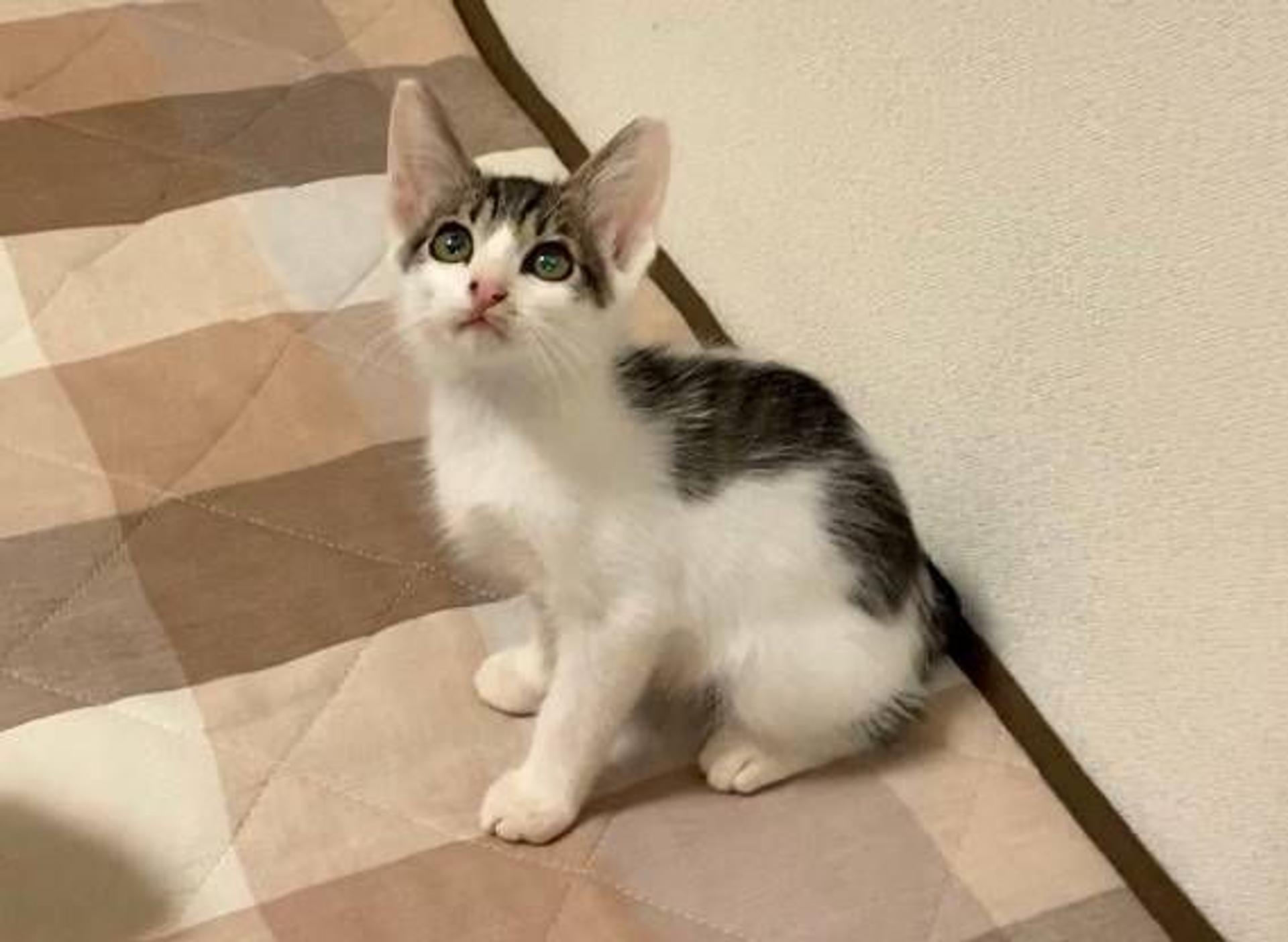 pet-image-2
