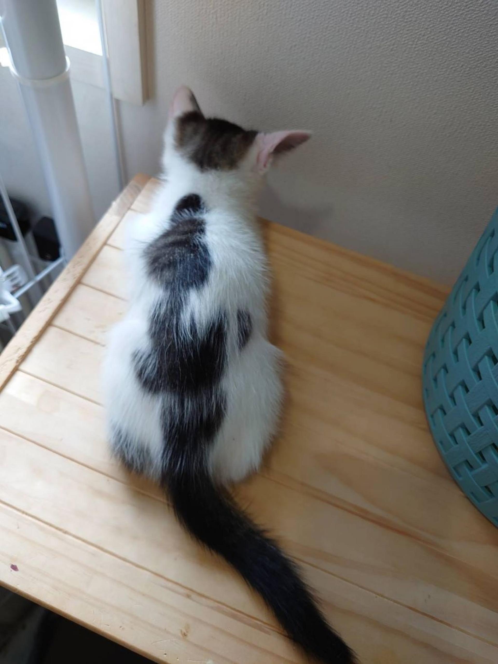 pet-image-7