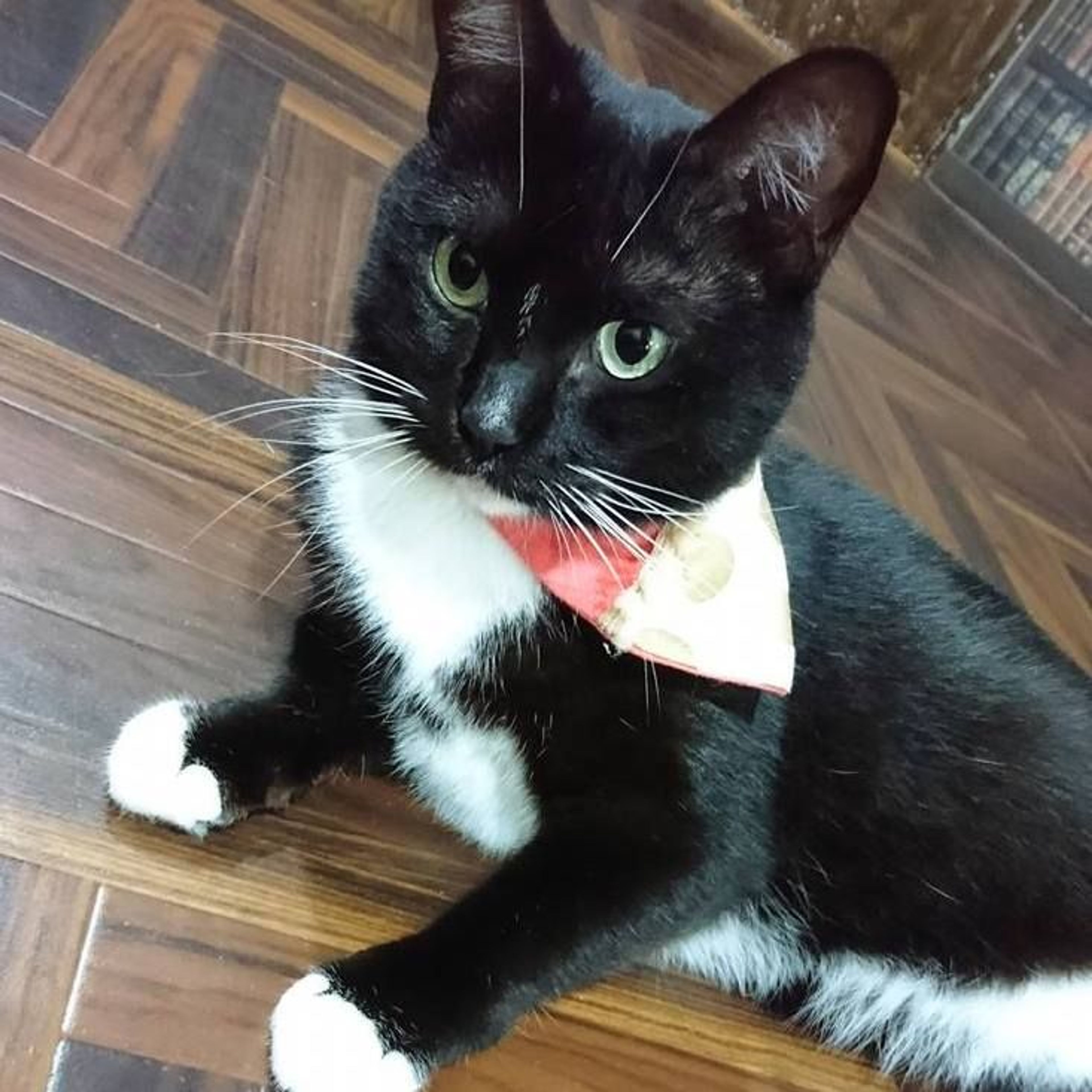 雑種（ミックス猫）・メスの里親募集の写真