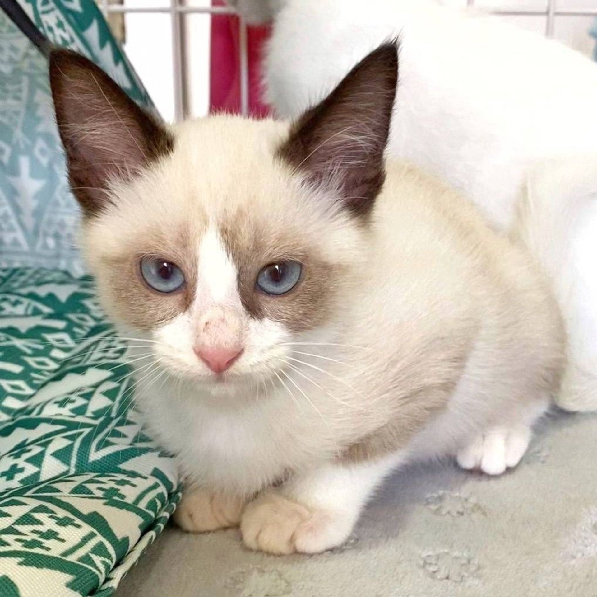 雑種（ミックス猫）・オスの里親募集の写真