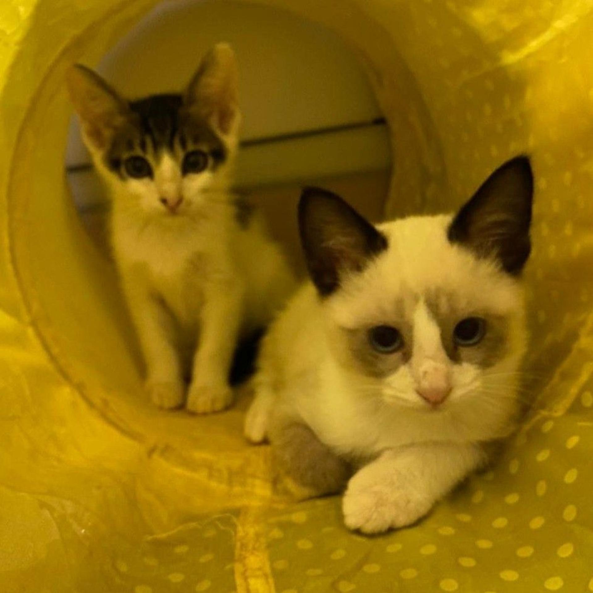 pet-image-6