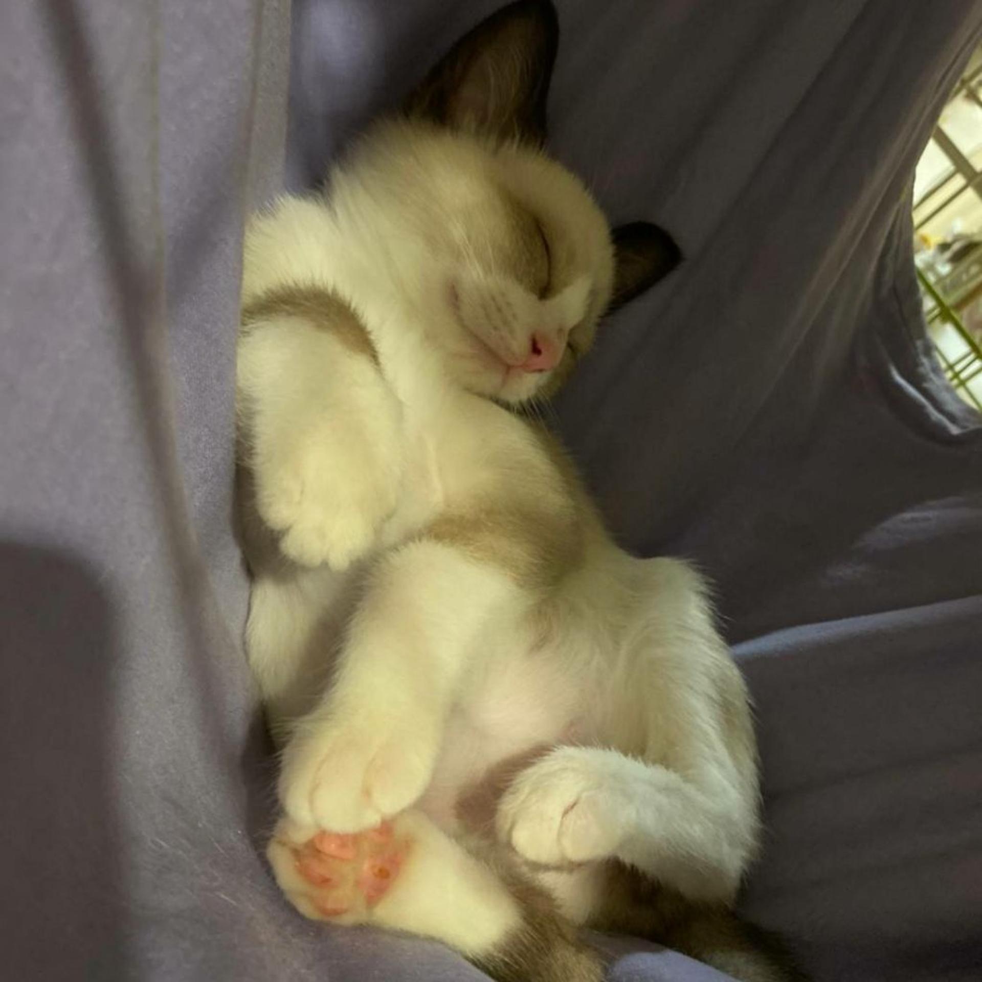 pet-image-7