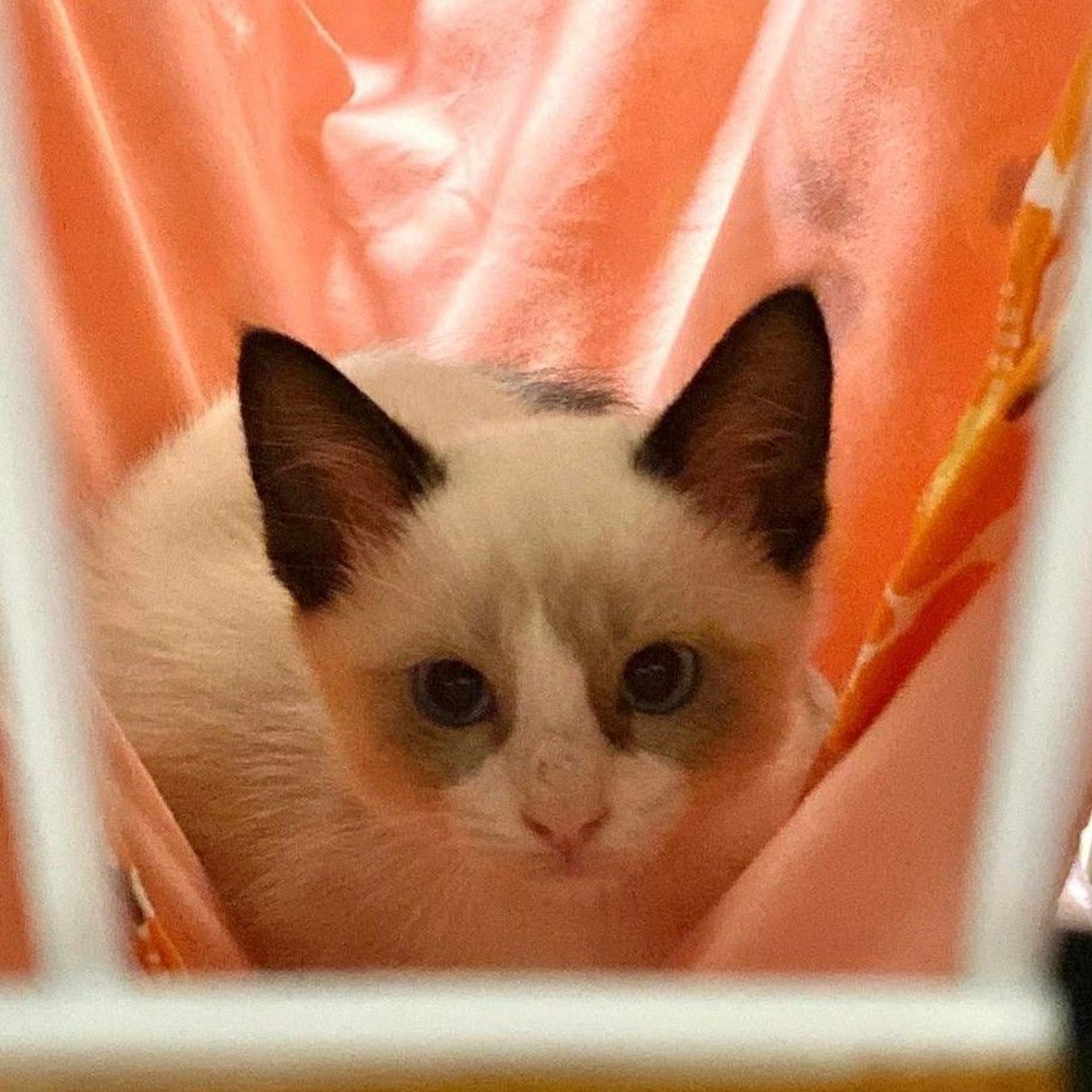 pet-image-8