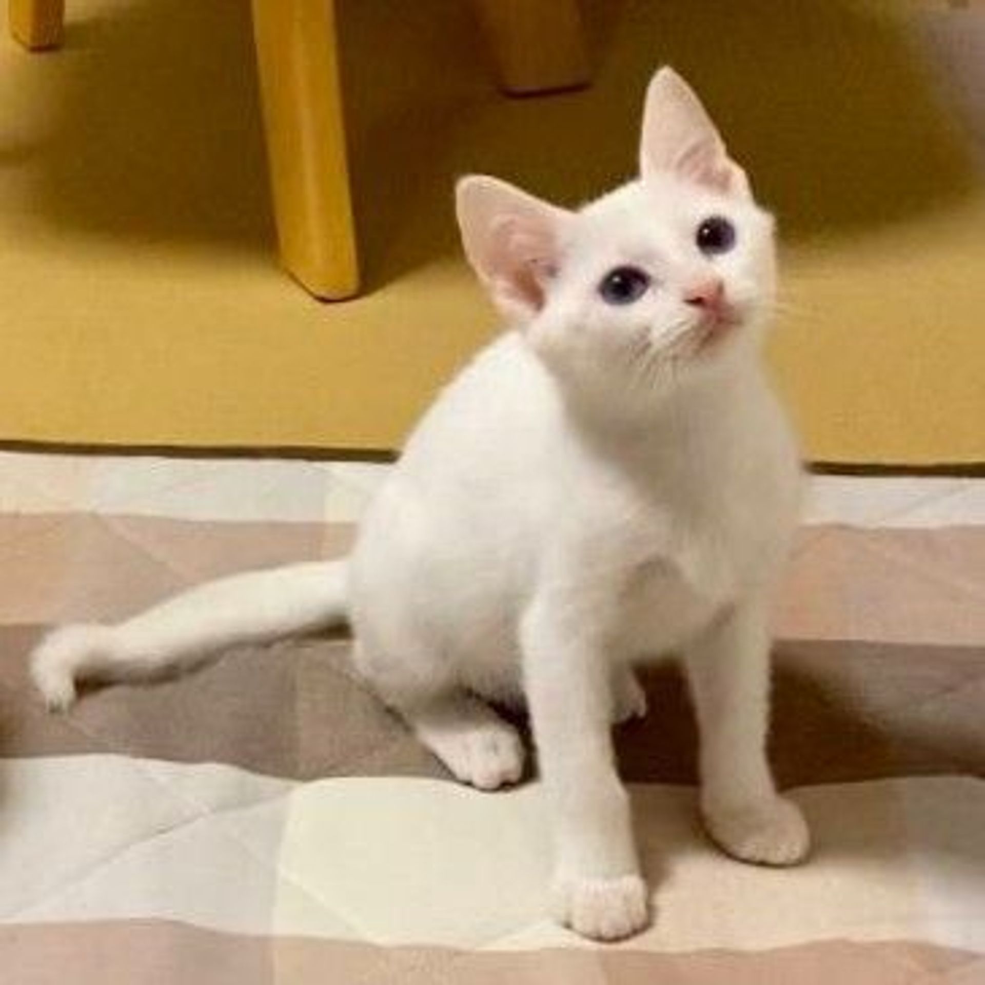 雑種（ミックス猫）・オスの里親募集の写真