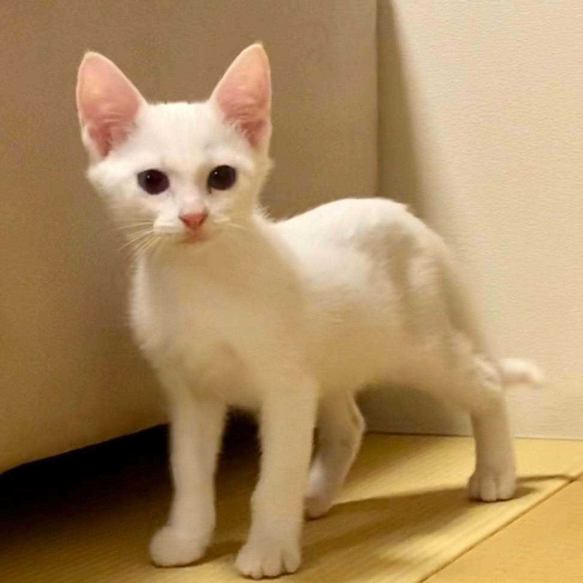 pet-image-2