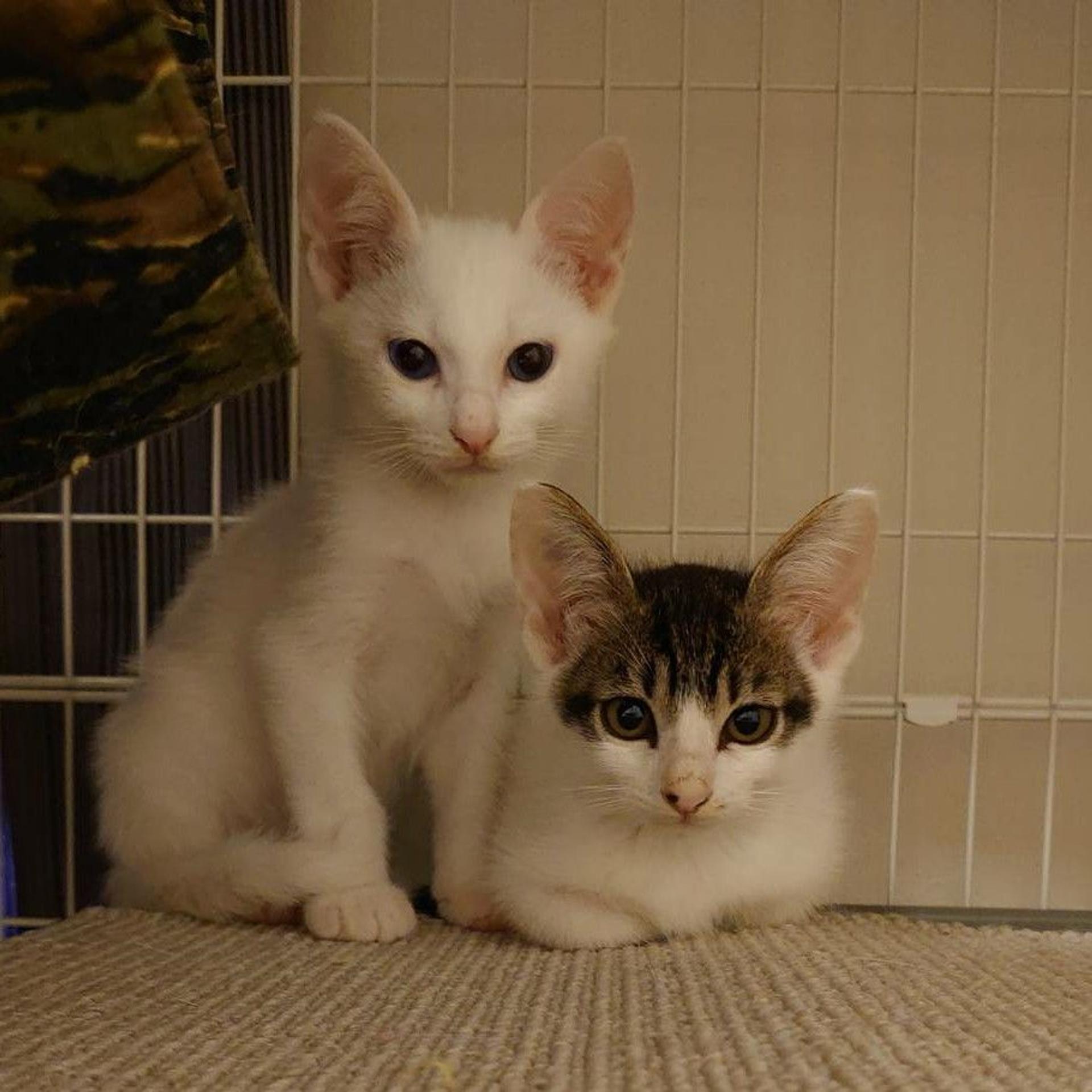 pet-image-8