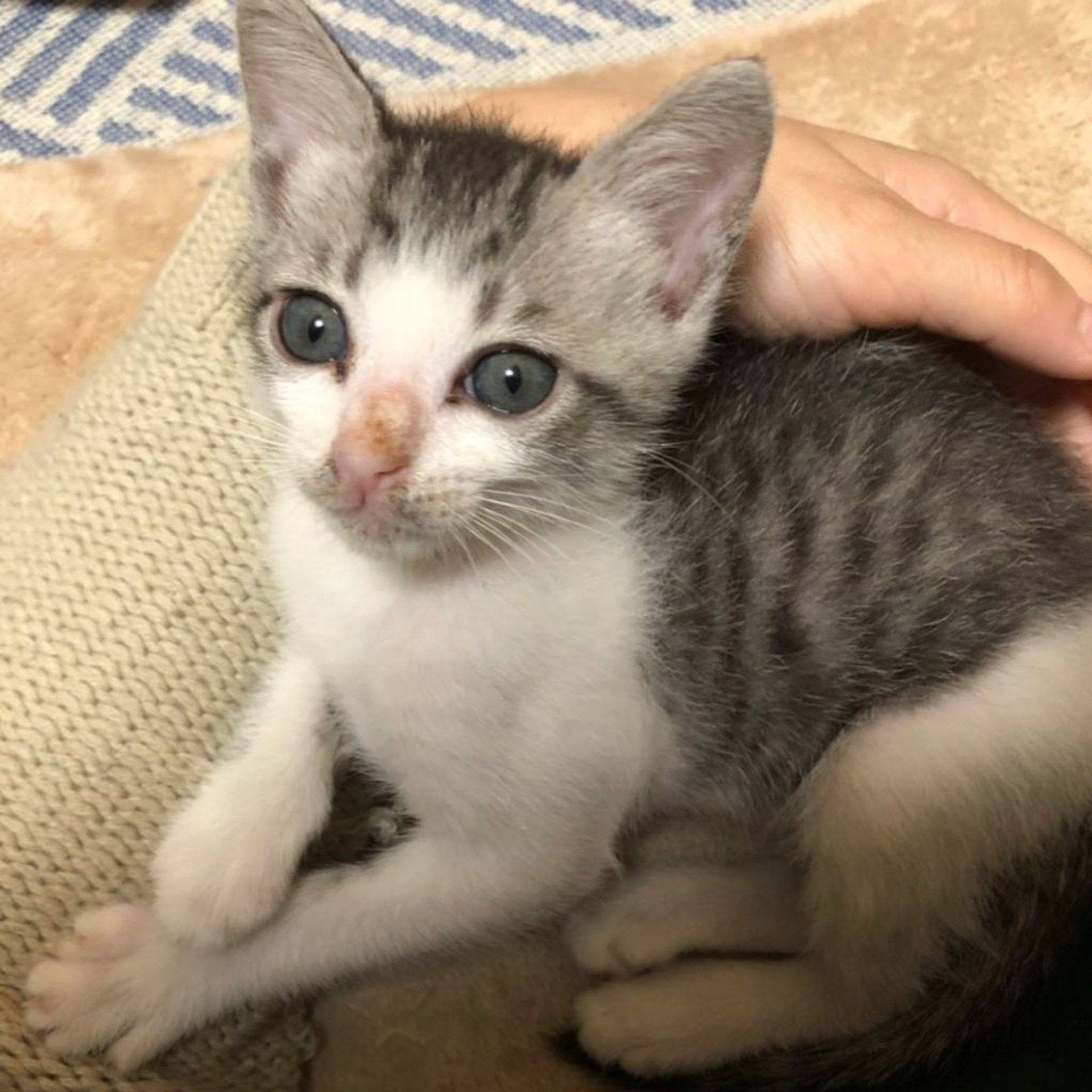 雑種（ミックス猫）・オスの里親募集の写真