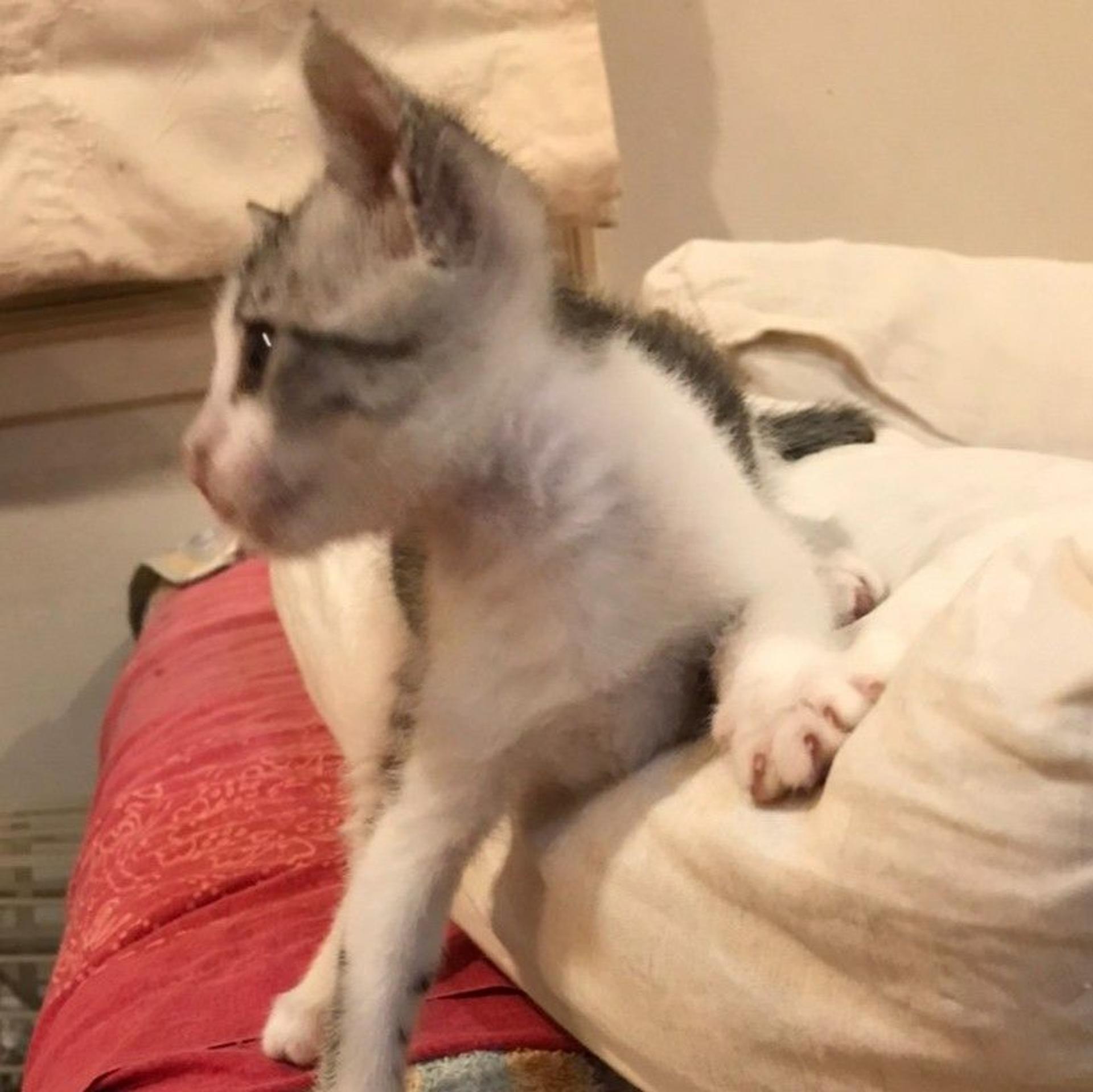 pet-image-3