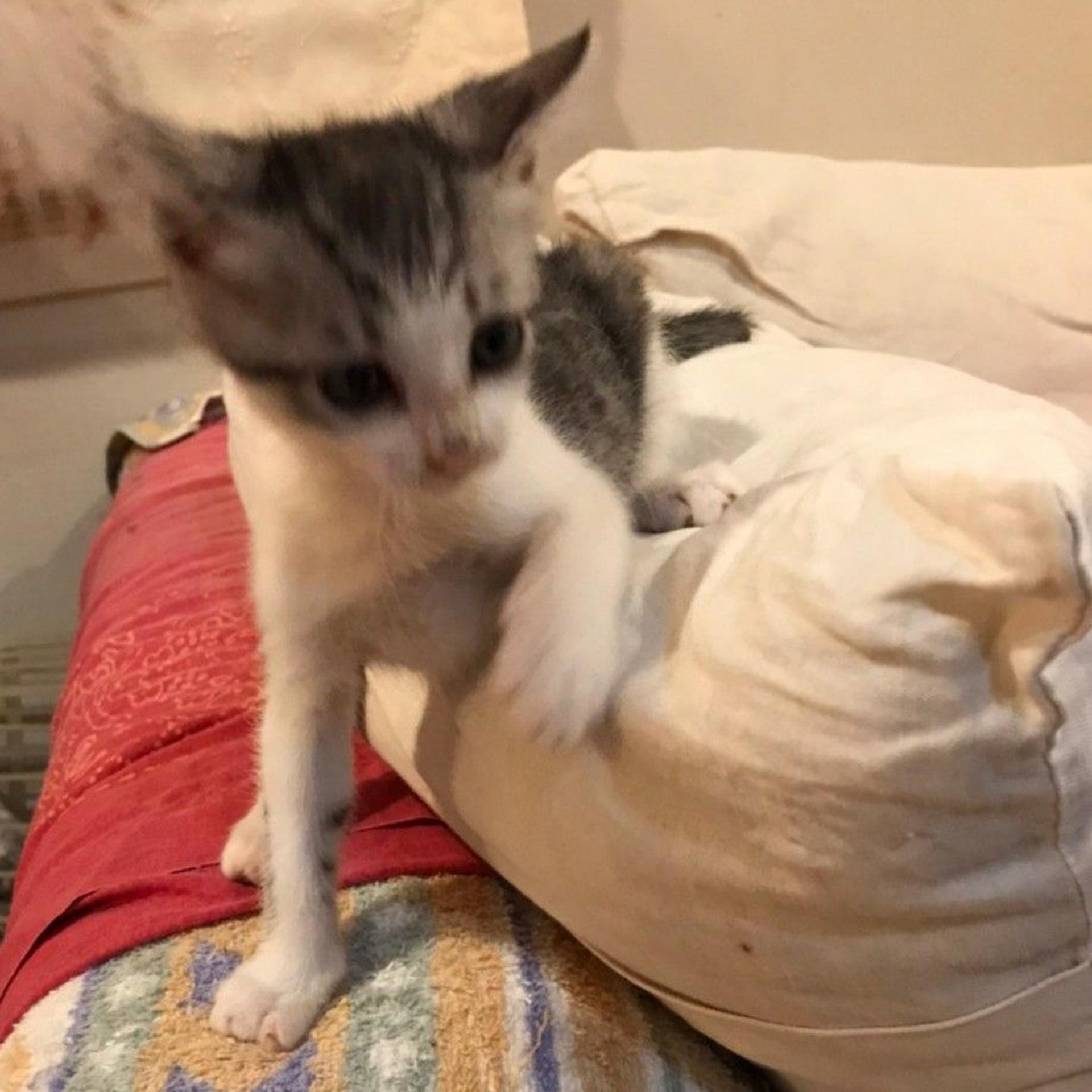 pet-image-4