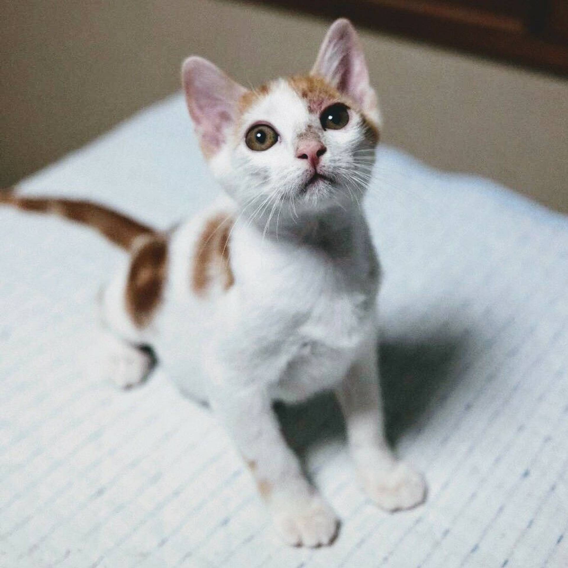 雑種（ミックス猫）・オスの里親募集の写真