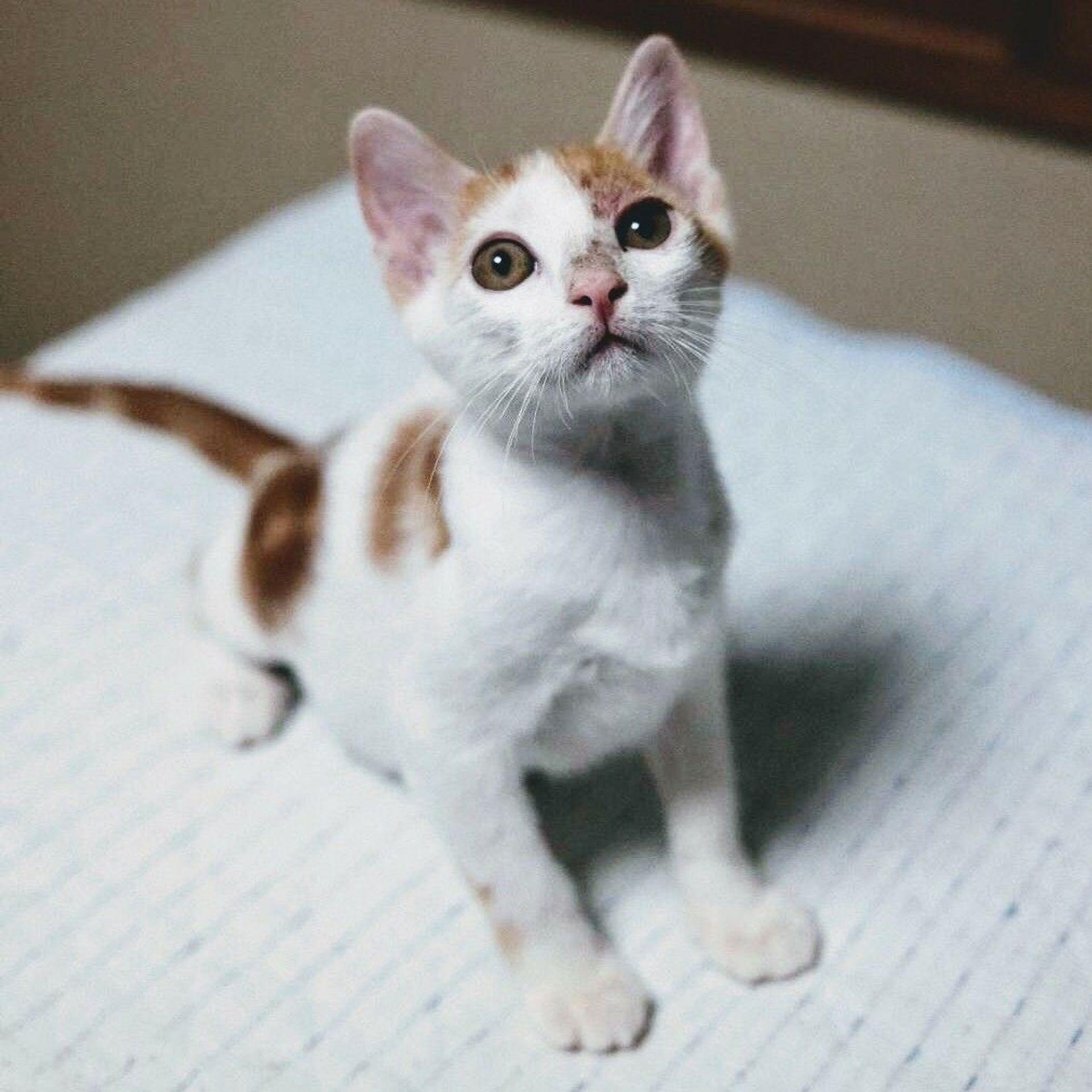 雑種（ミックス猫）・オスの里親募集の写真