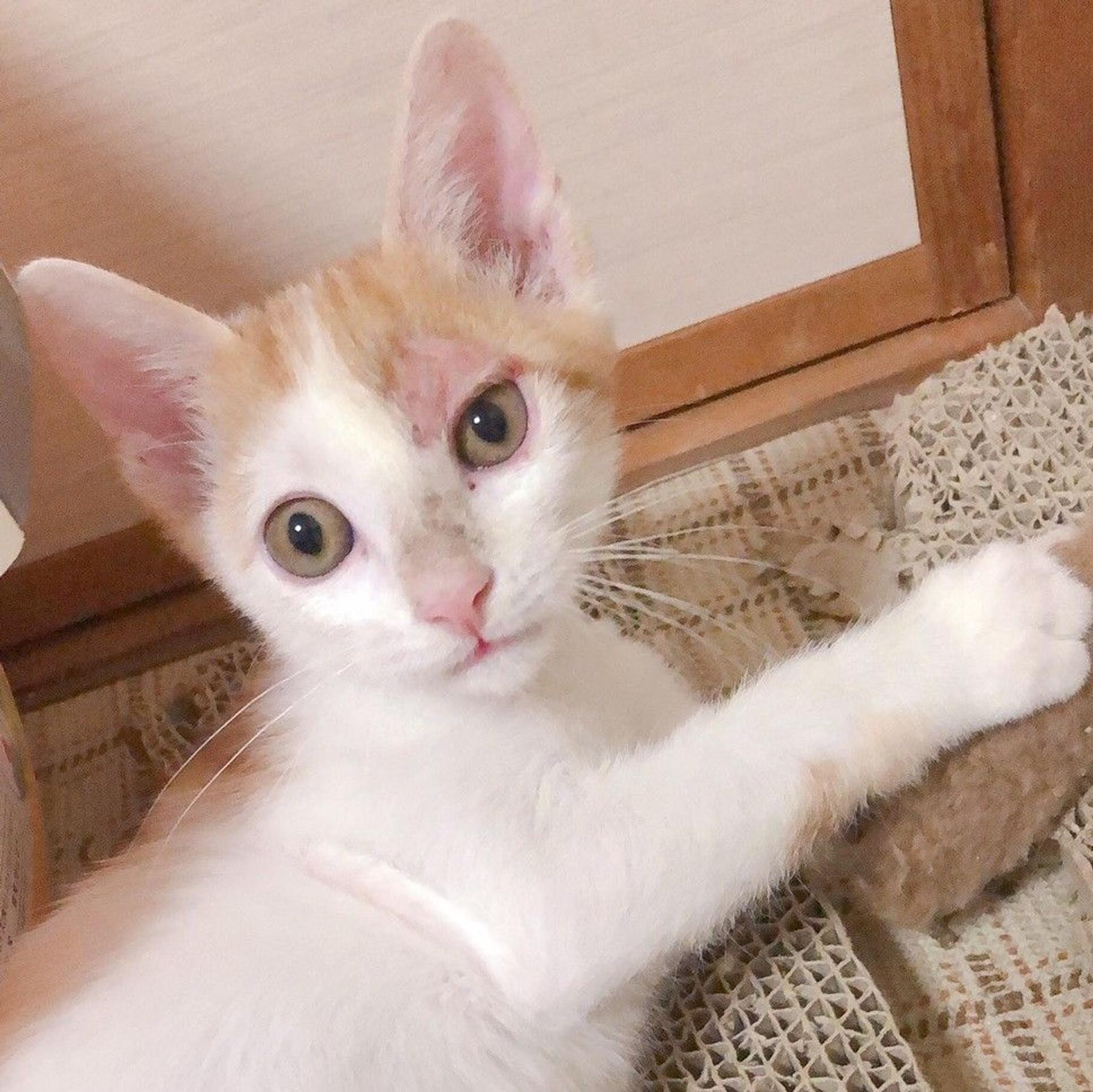 pet-image-4