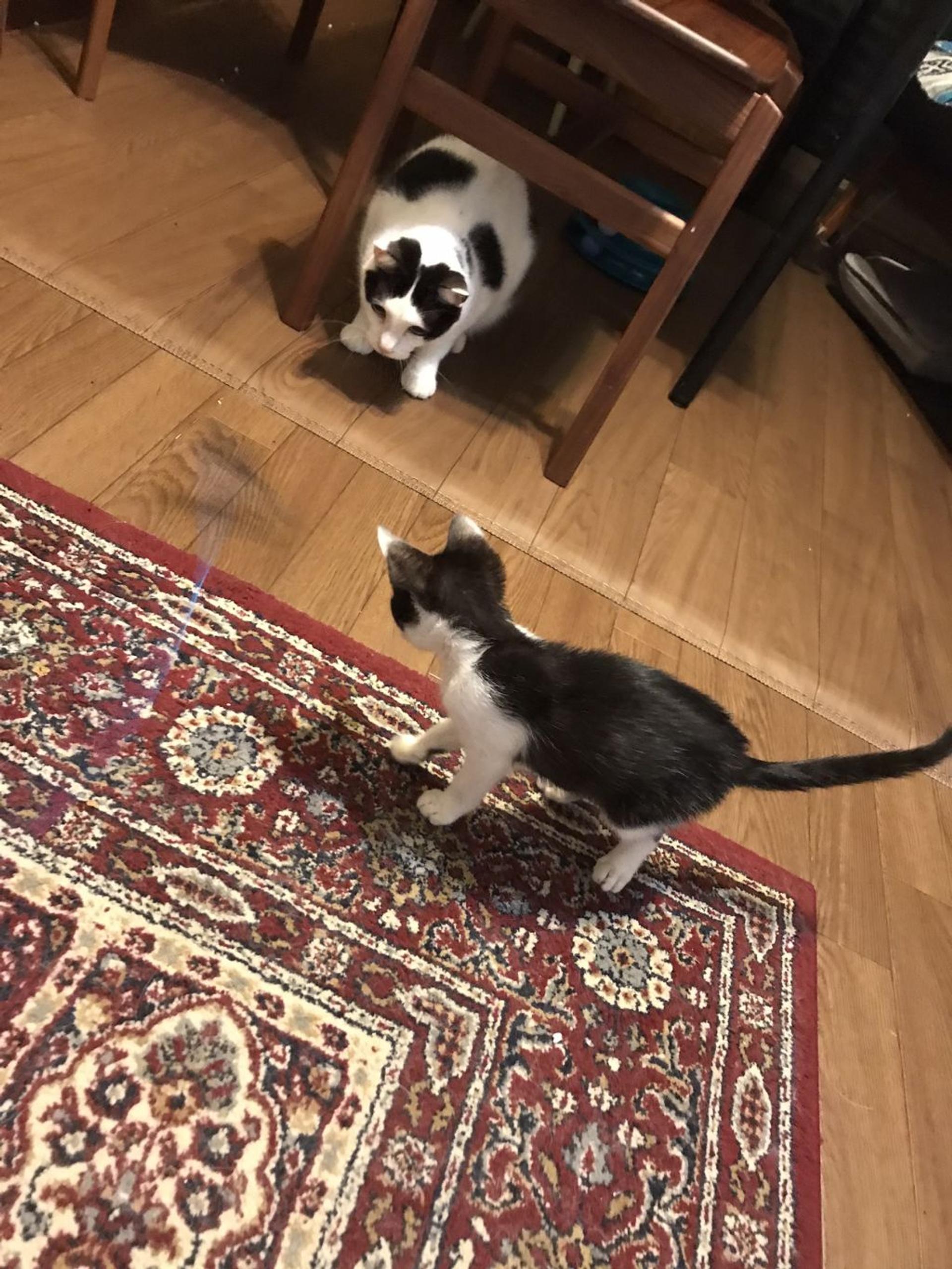 pet-image-4