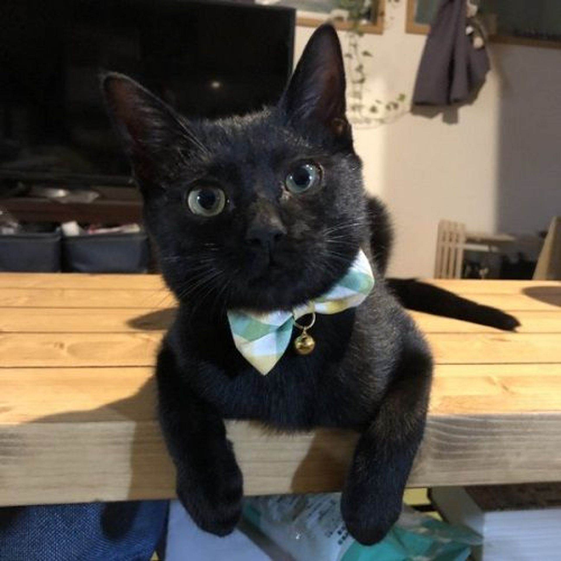 雑種（ミックス猫）・オスの里親募集の写真