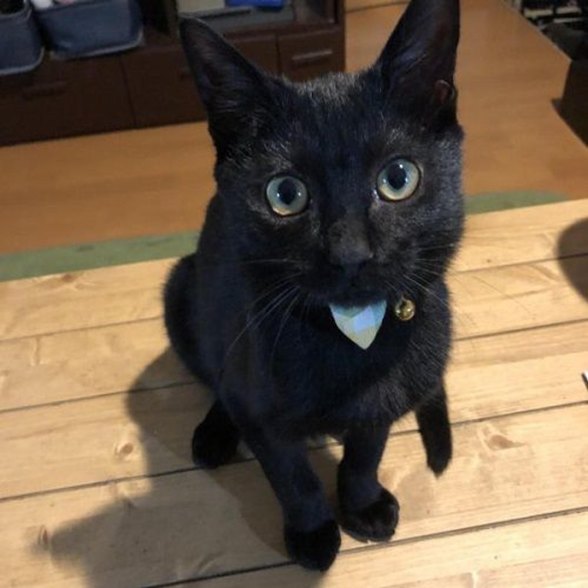 pet-image-2