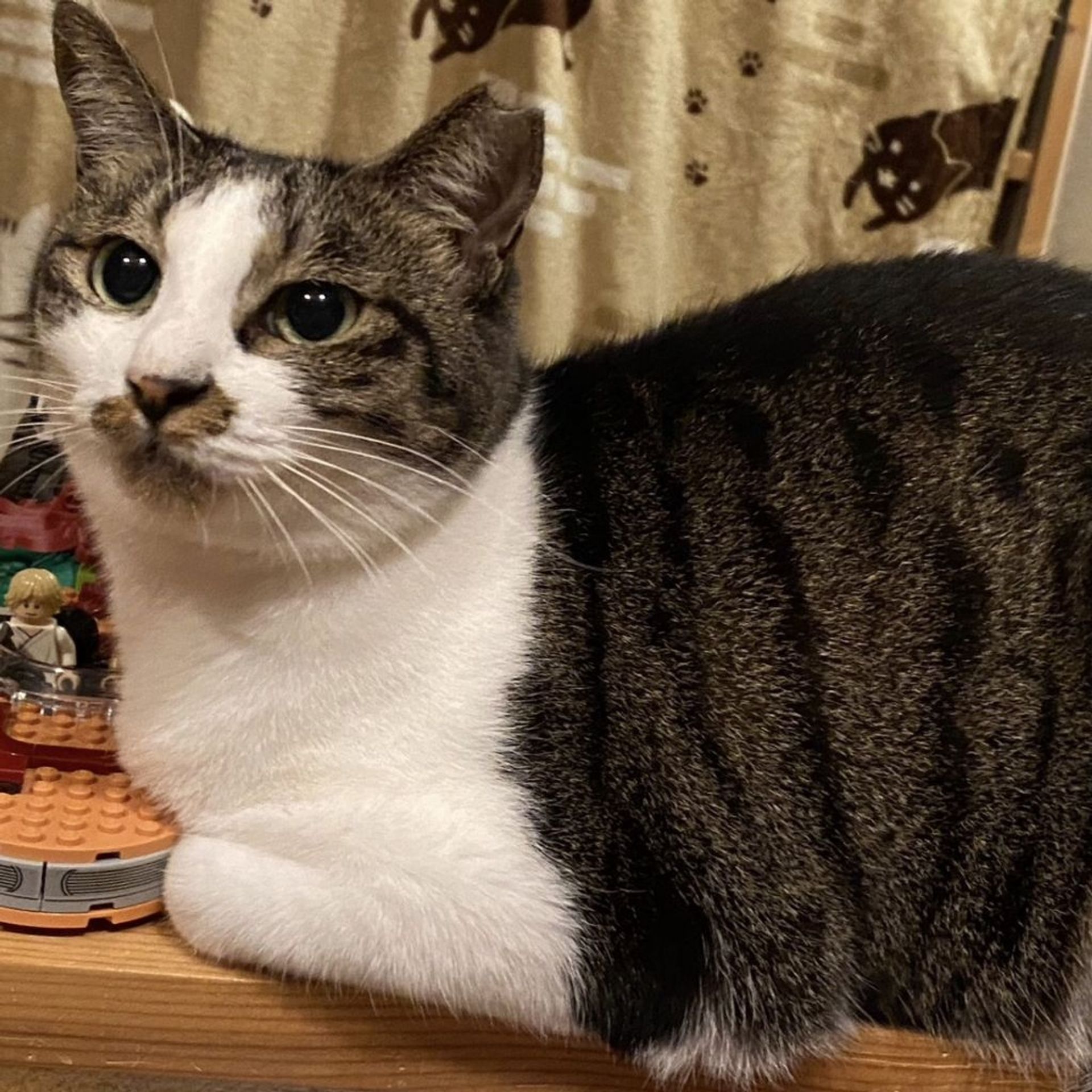 雑種（ミックス猫）・メスの里親募集の写真