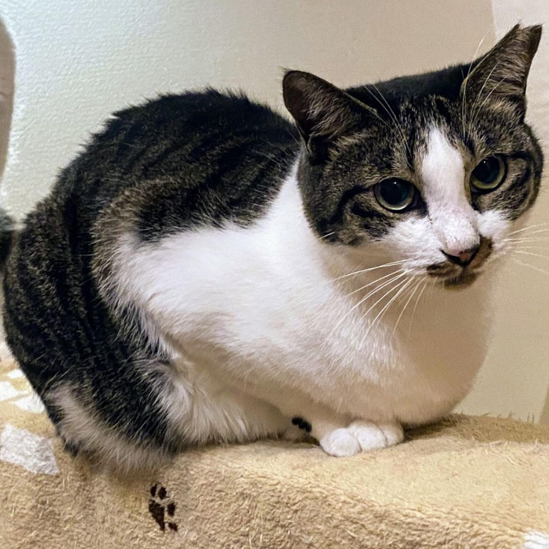 pet-image-2