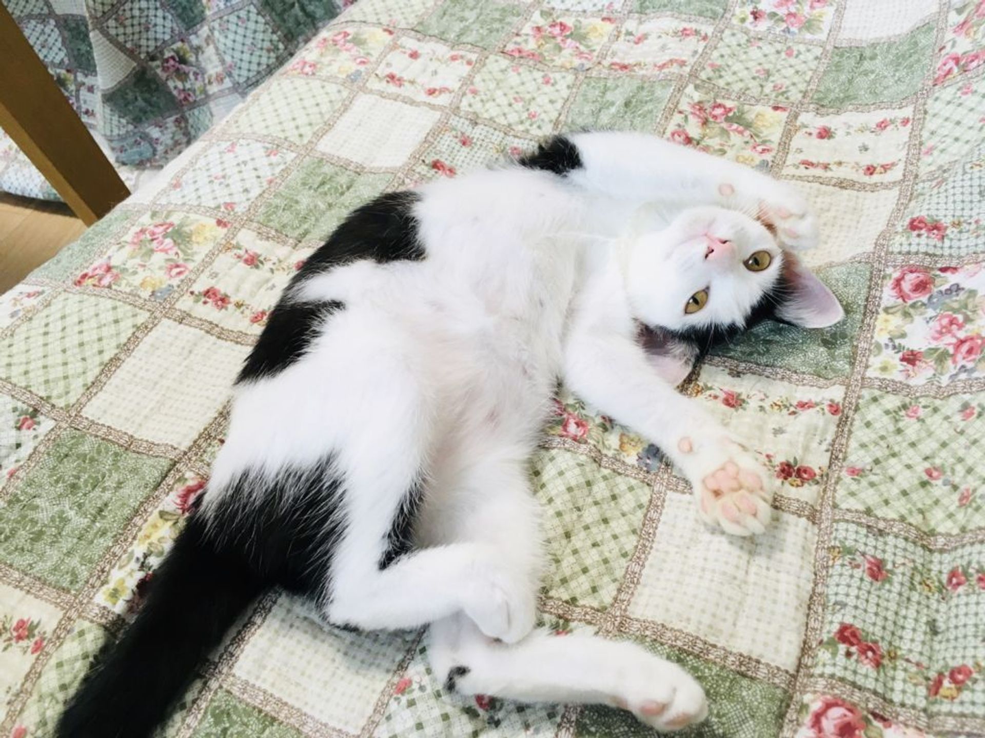 雑種（ミックス猫）・メスの里親募集の写真