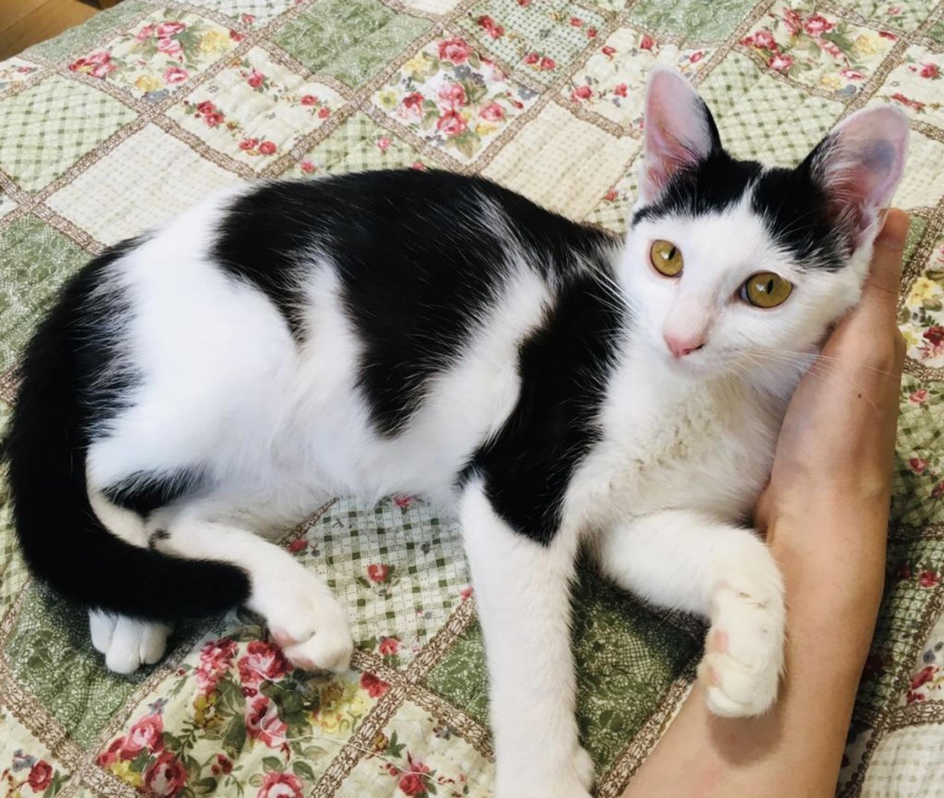 pet-image-4