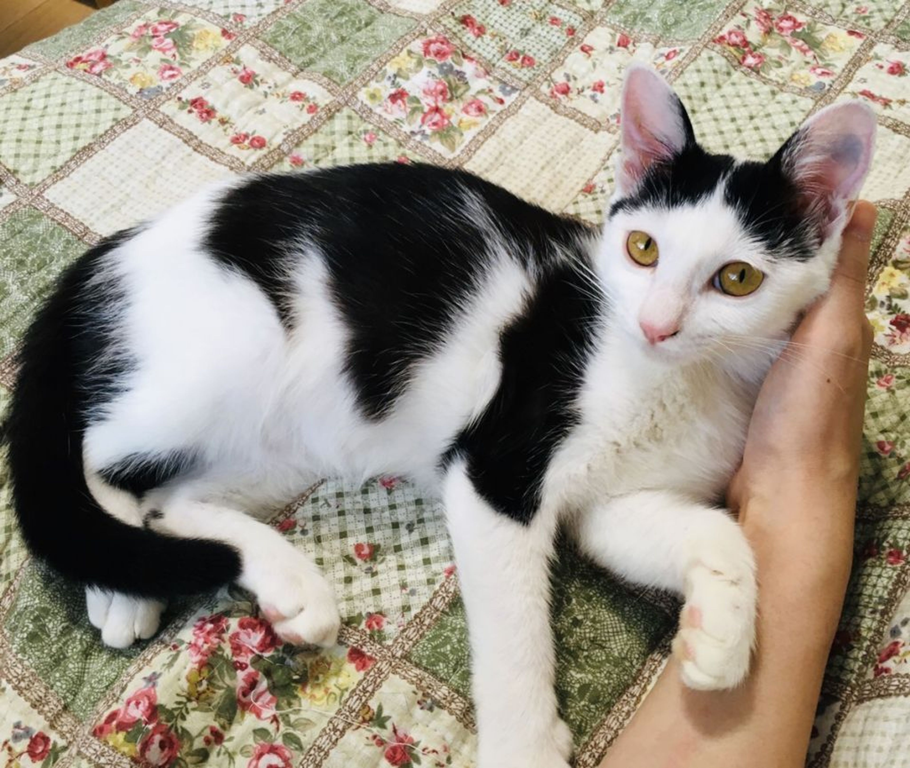 pet-image-4