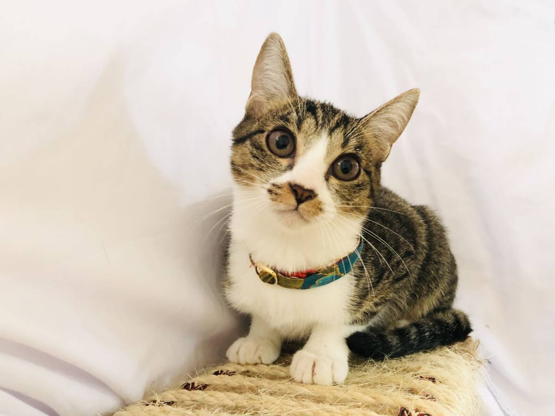 雑種（ミックス猫）・メスの里親募集の写真