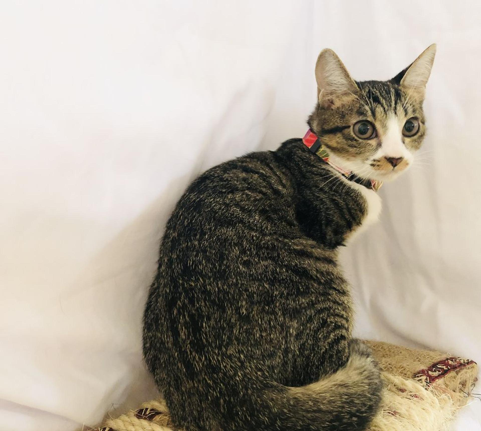 pet-image-4