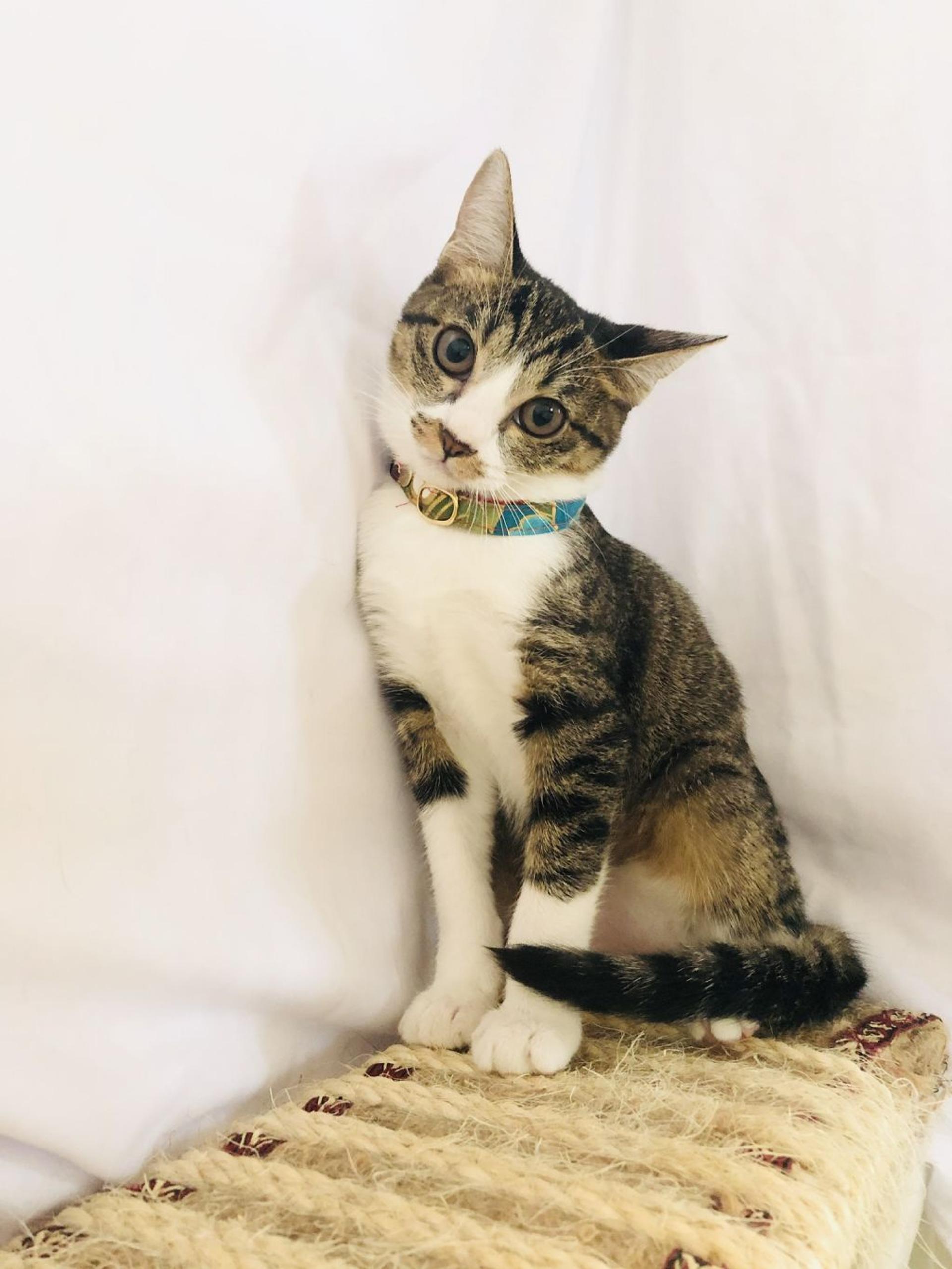 pet-image-5