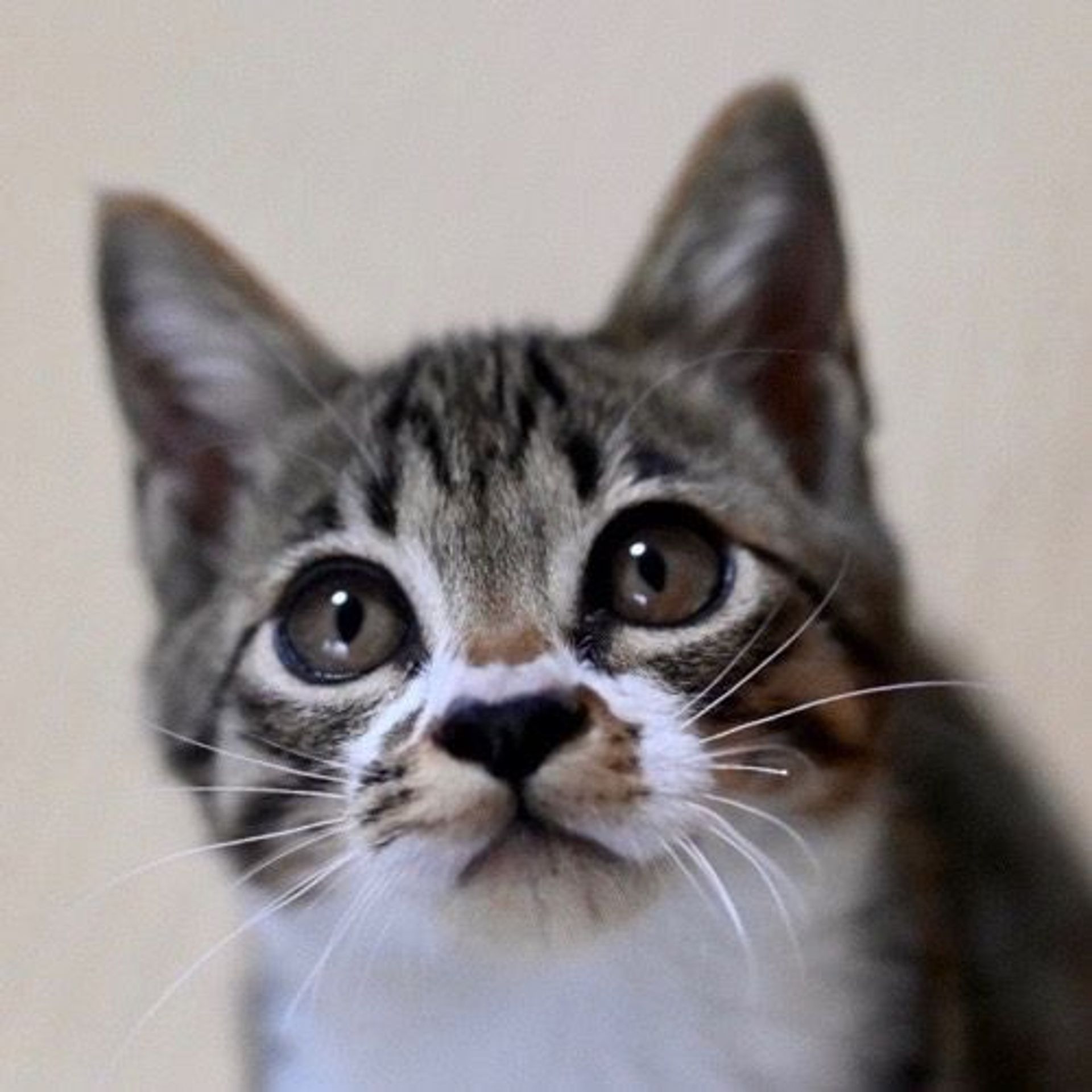 雑種（ミックス猫）・オスの里親募集の写真