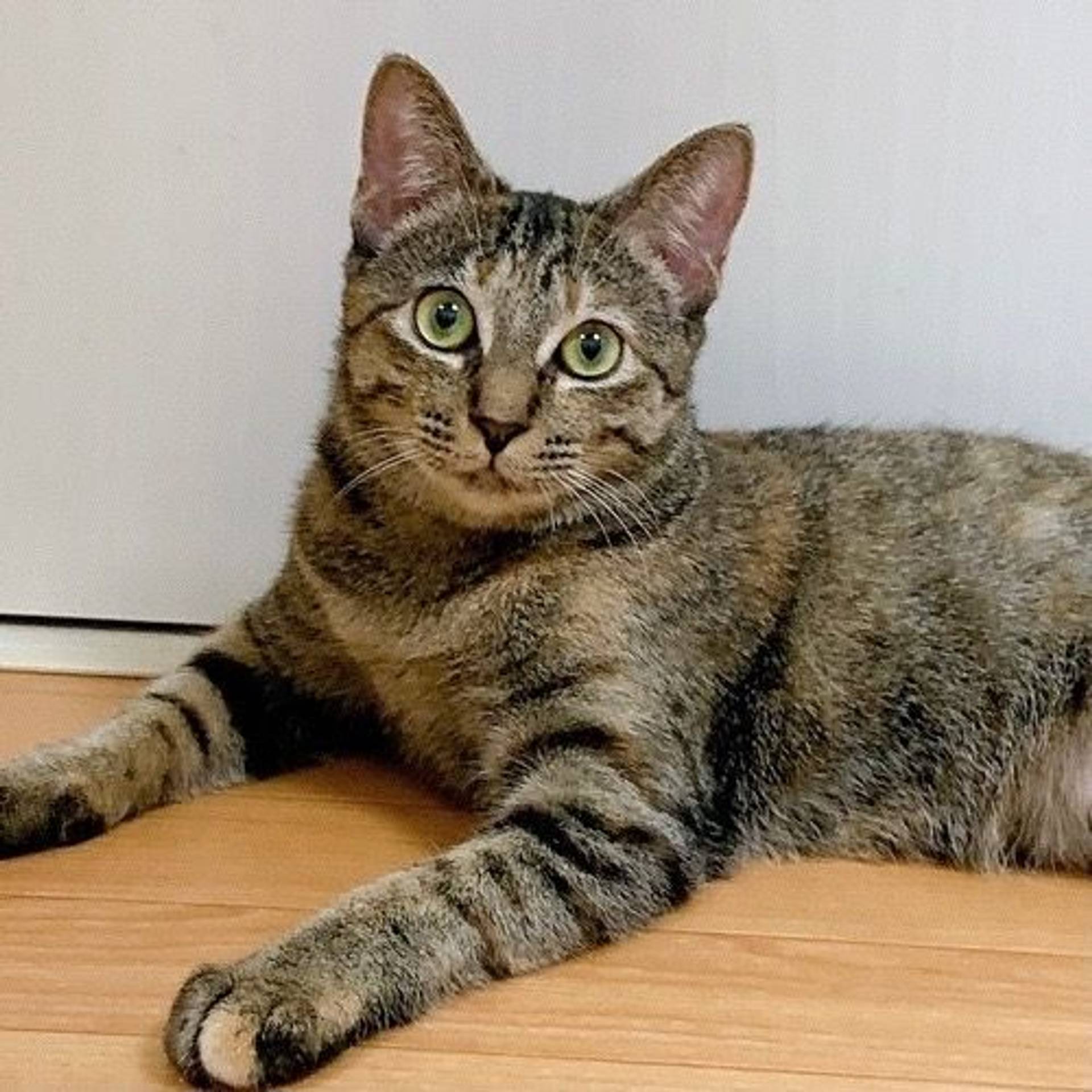 雑種（ミックス猫）・メスの里親募集の写真