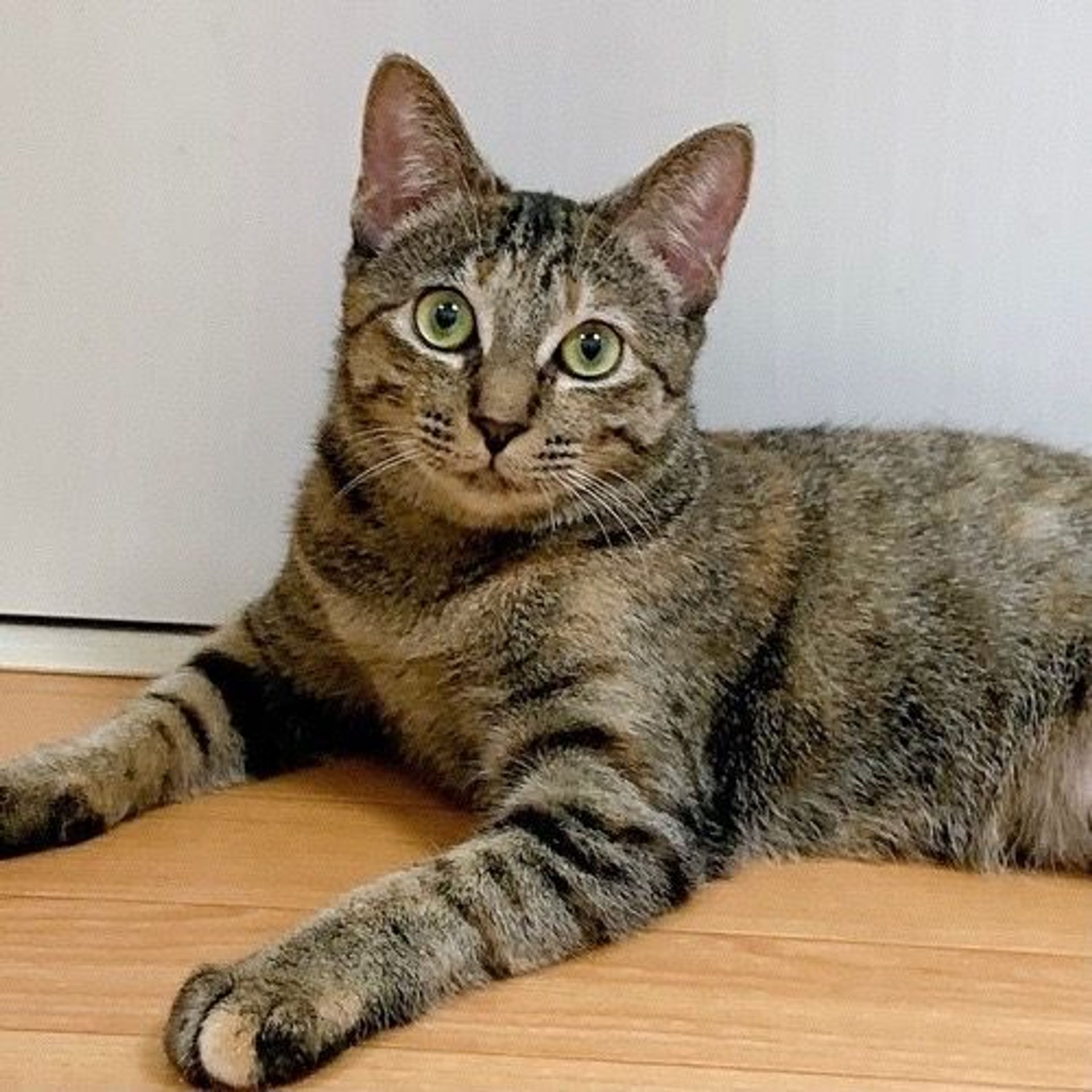 雑種（ミックス猫）・メスの里親募集の写真