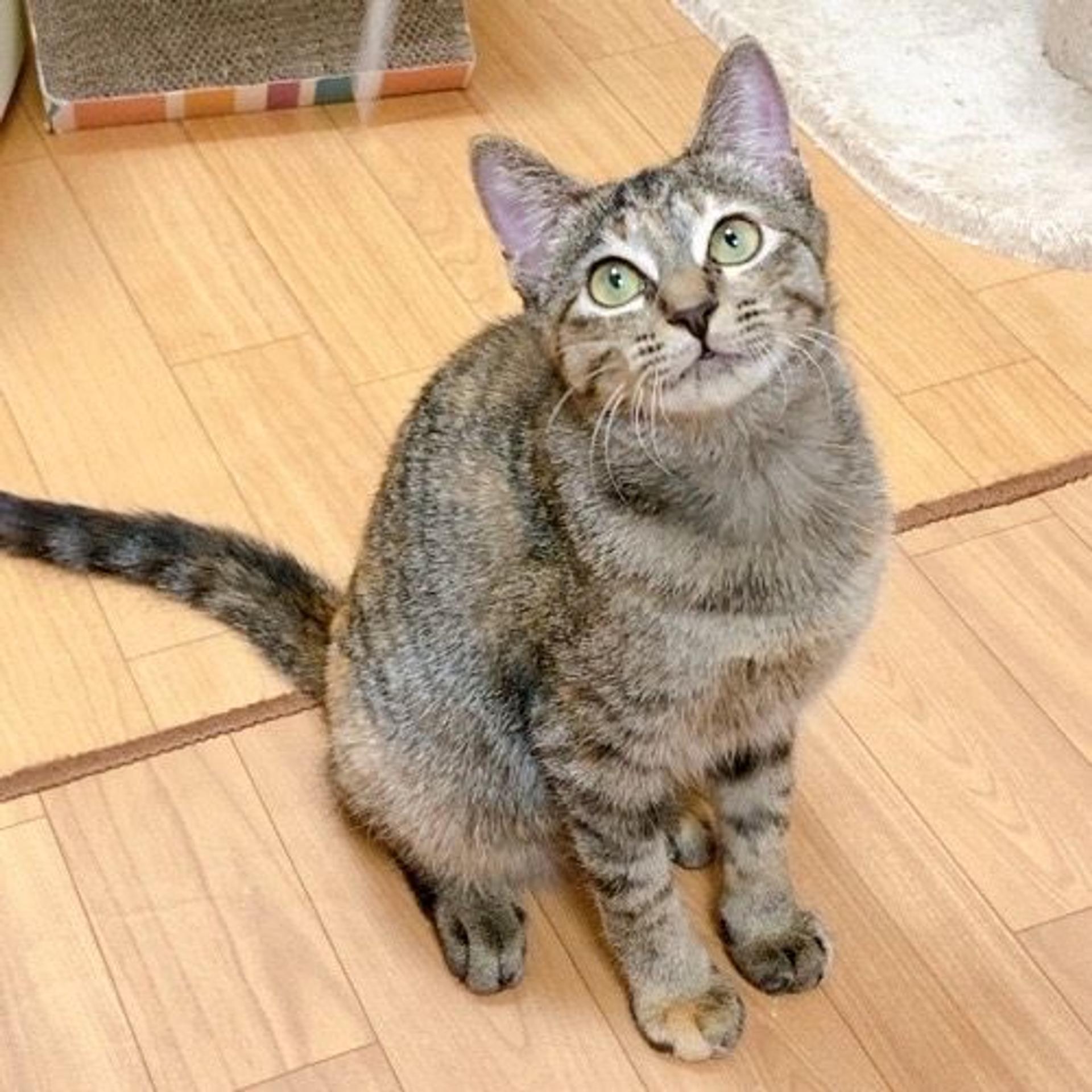 pet-image-4