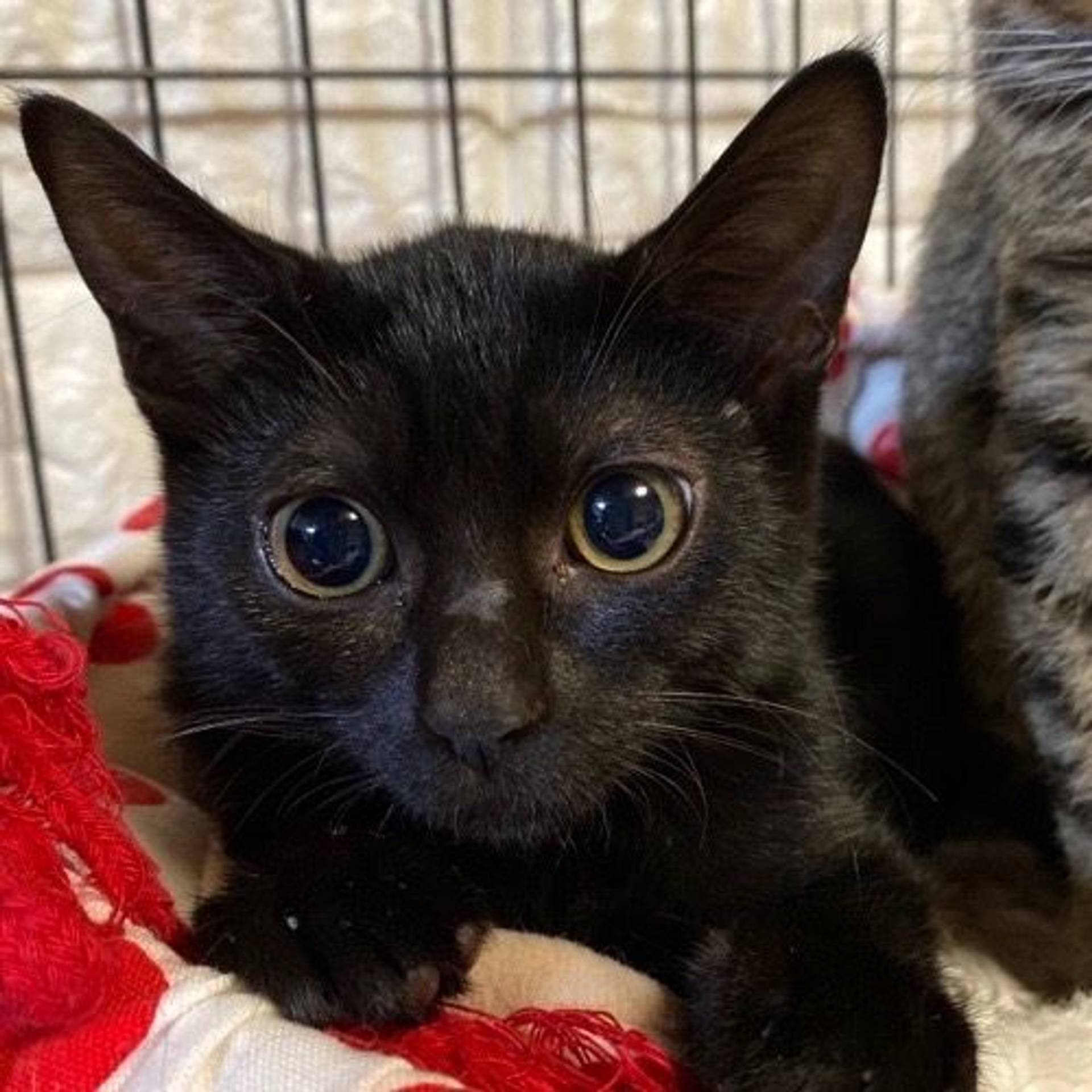 雑種（ミックス猫）・メスの里親募集の写真