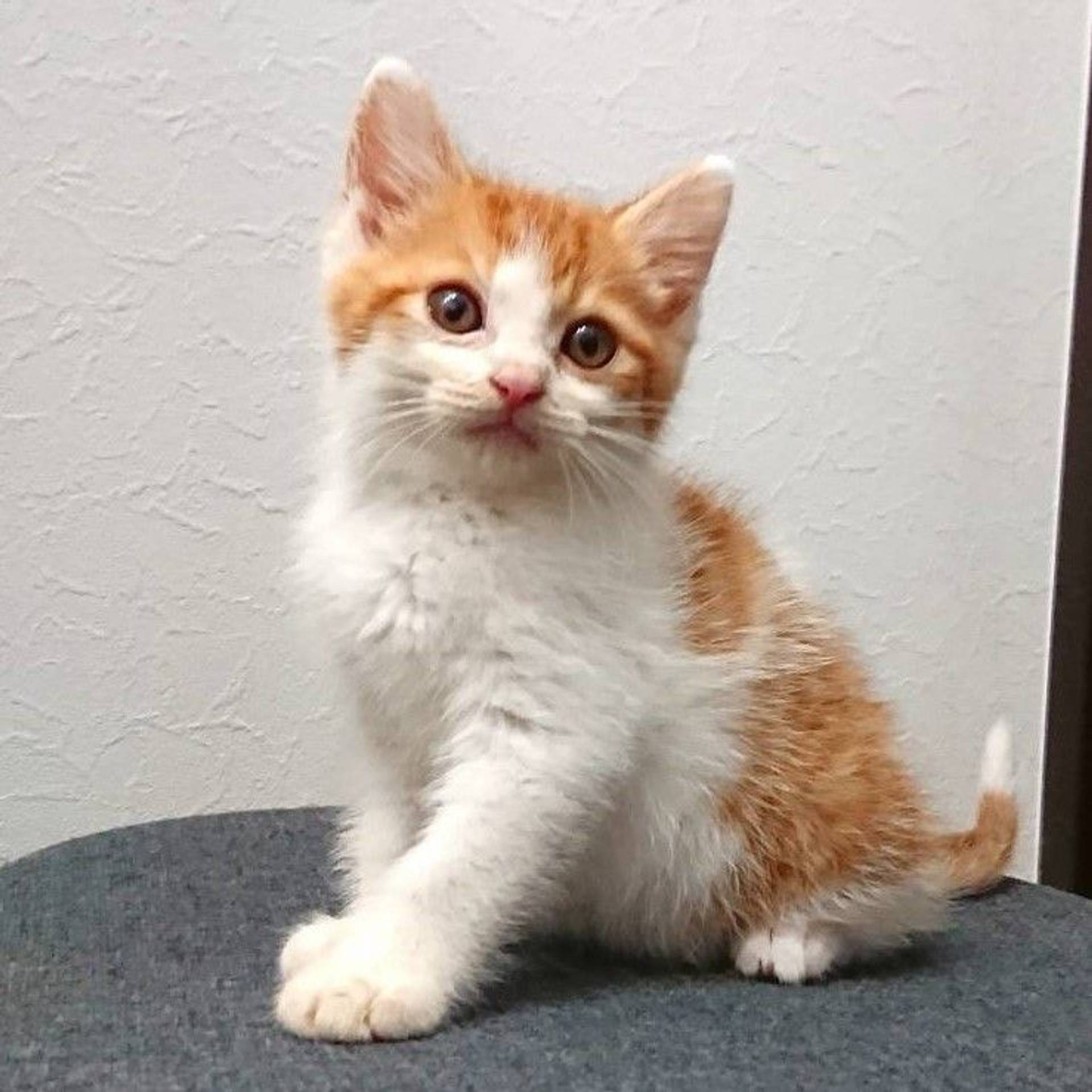 雑種（ミックス猫）・オスの里親募集の写真