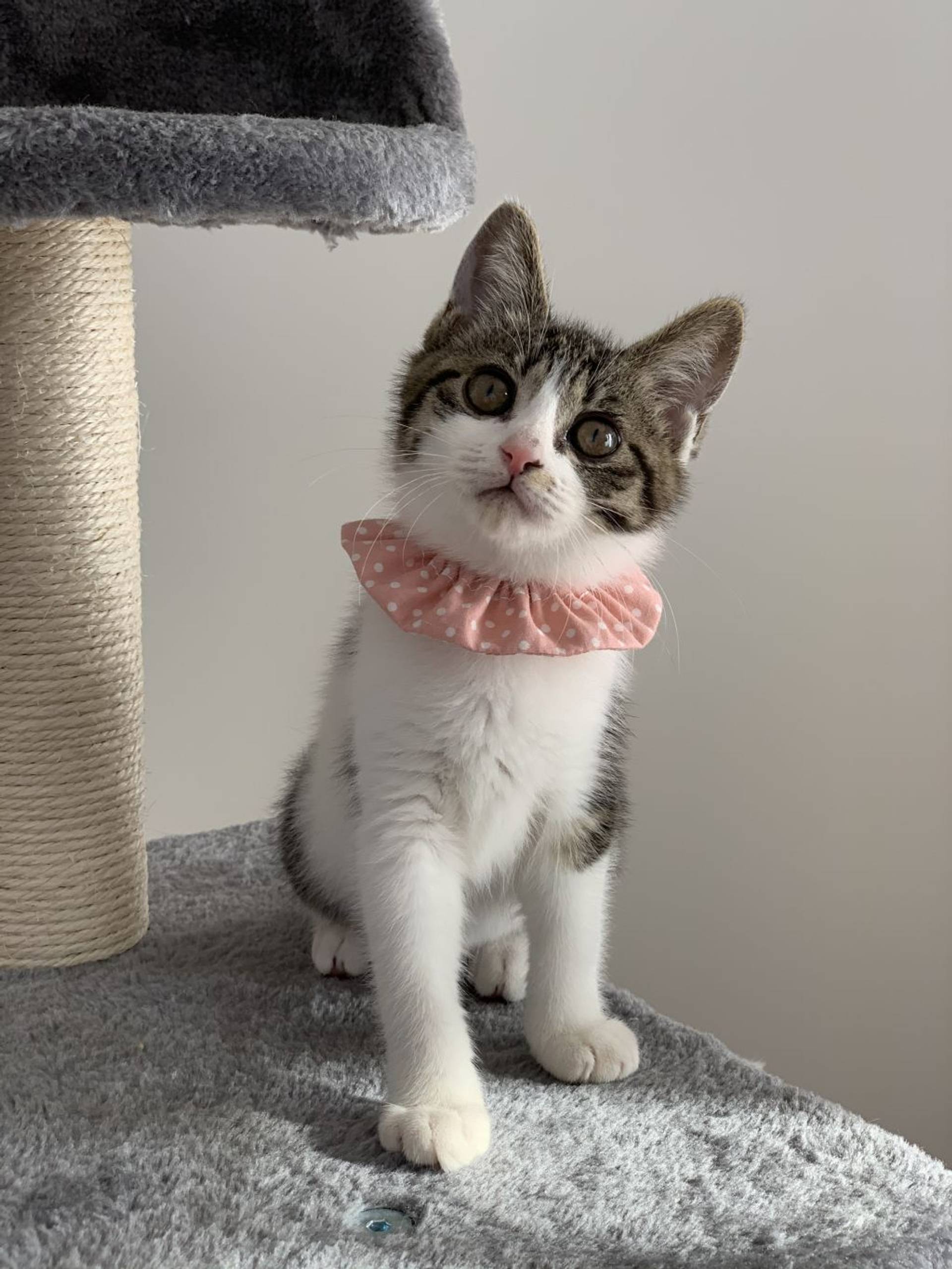 雑種（ミックス猫）・メスの里親募集の写真