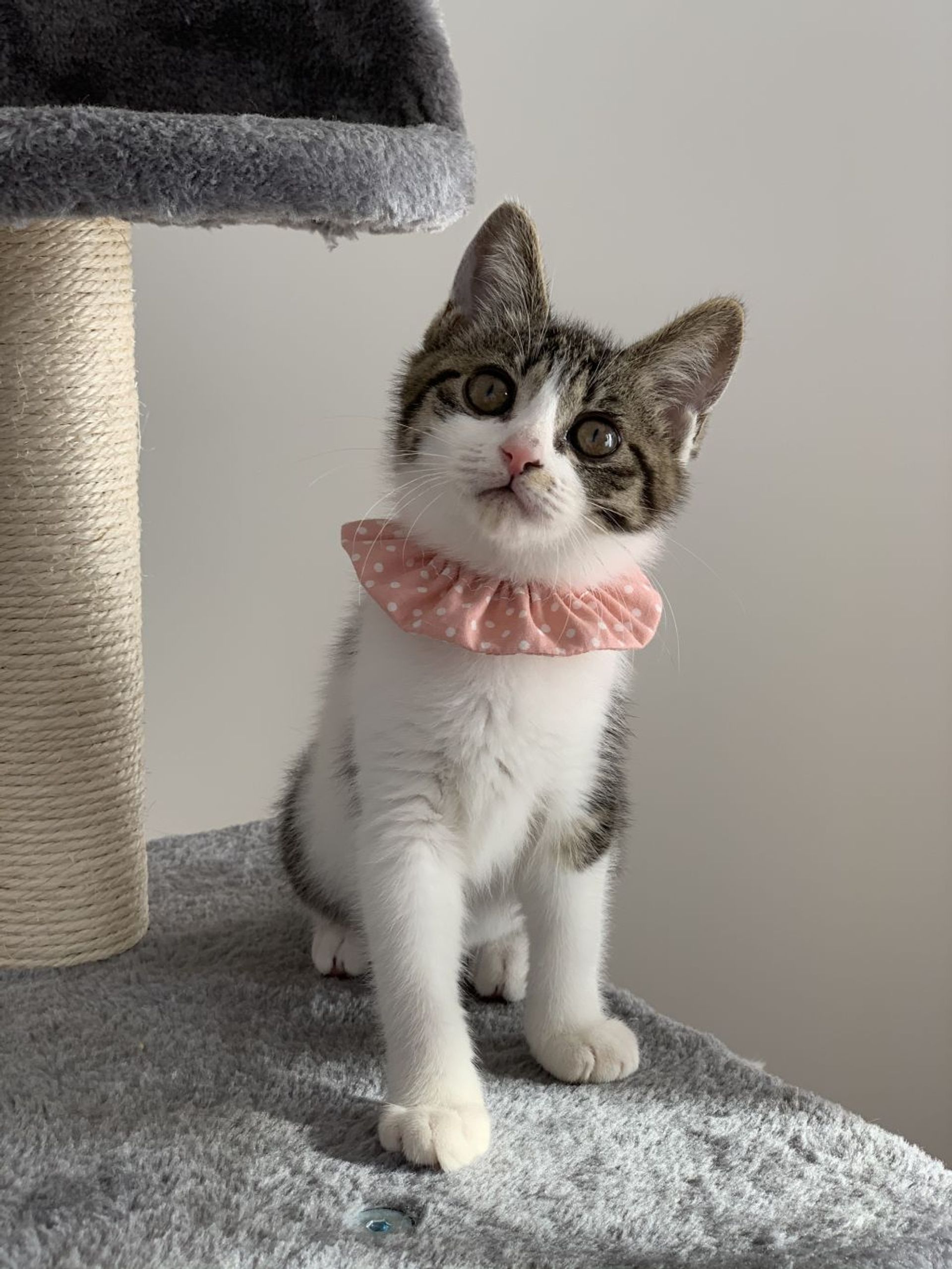 雑種（ミックス猫）・メスの里親募集の写真