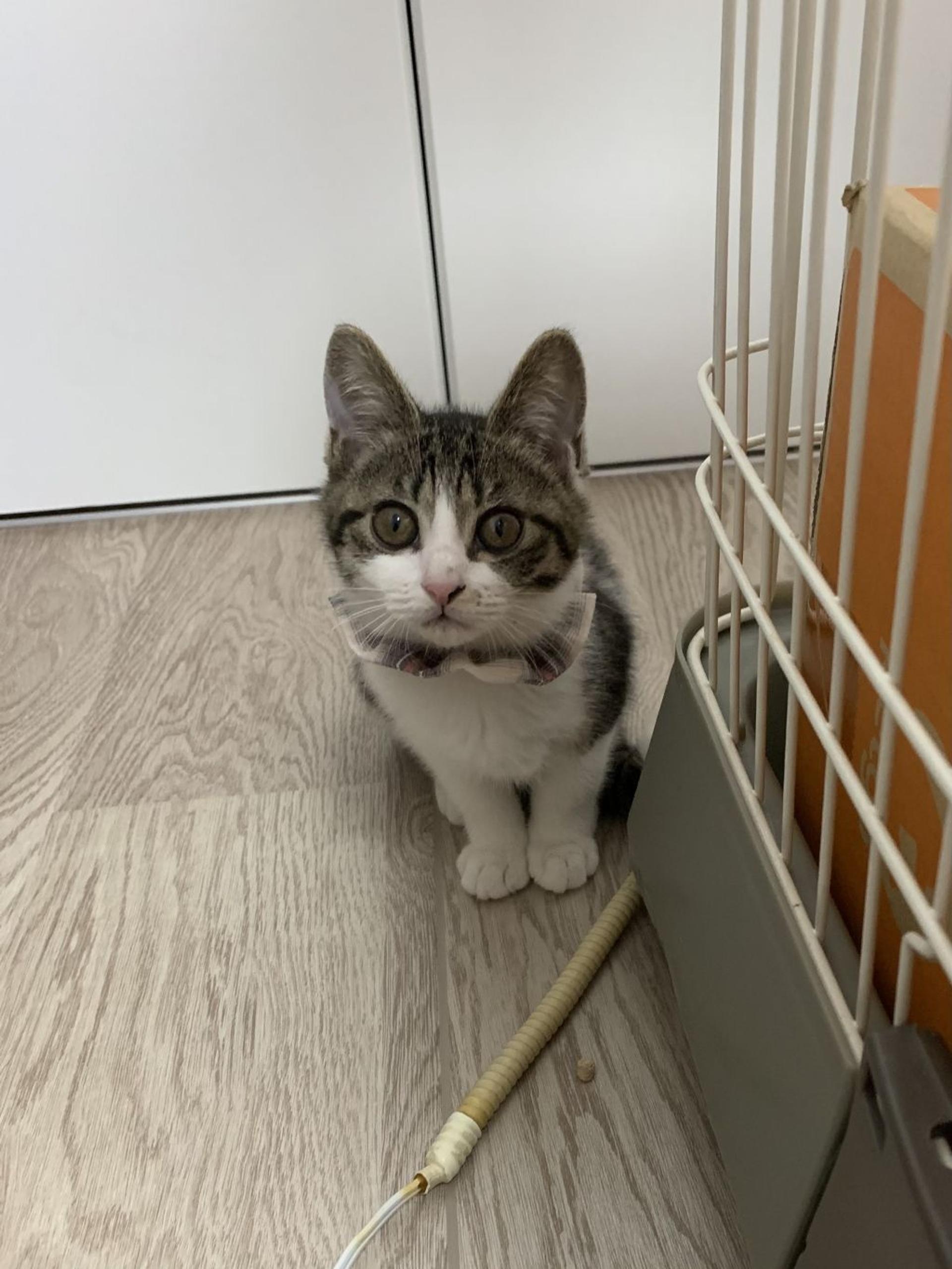 pet-image-2