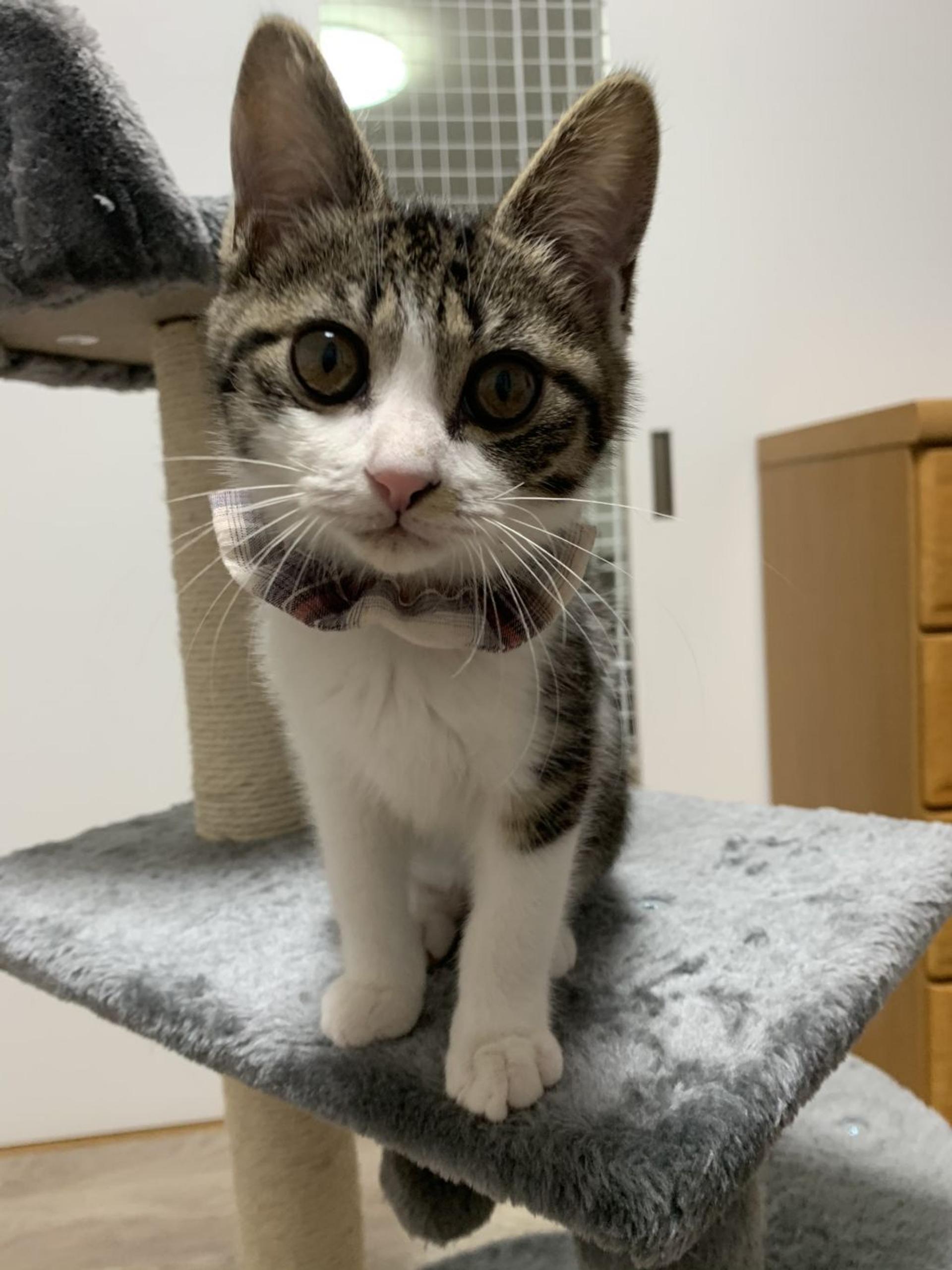 pet-image-3