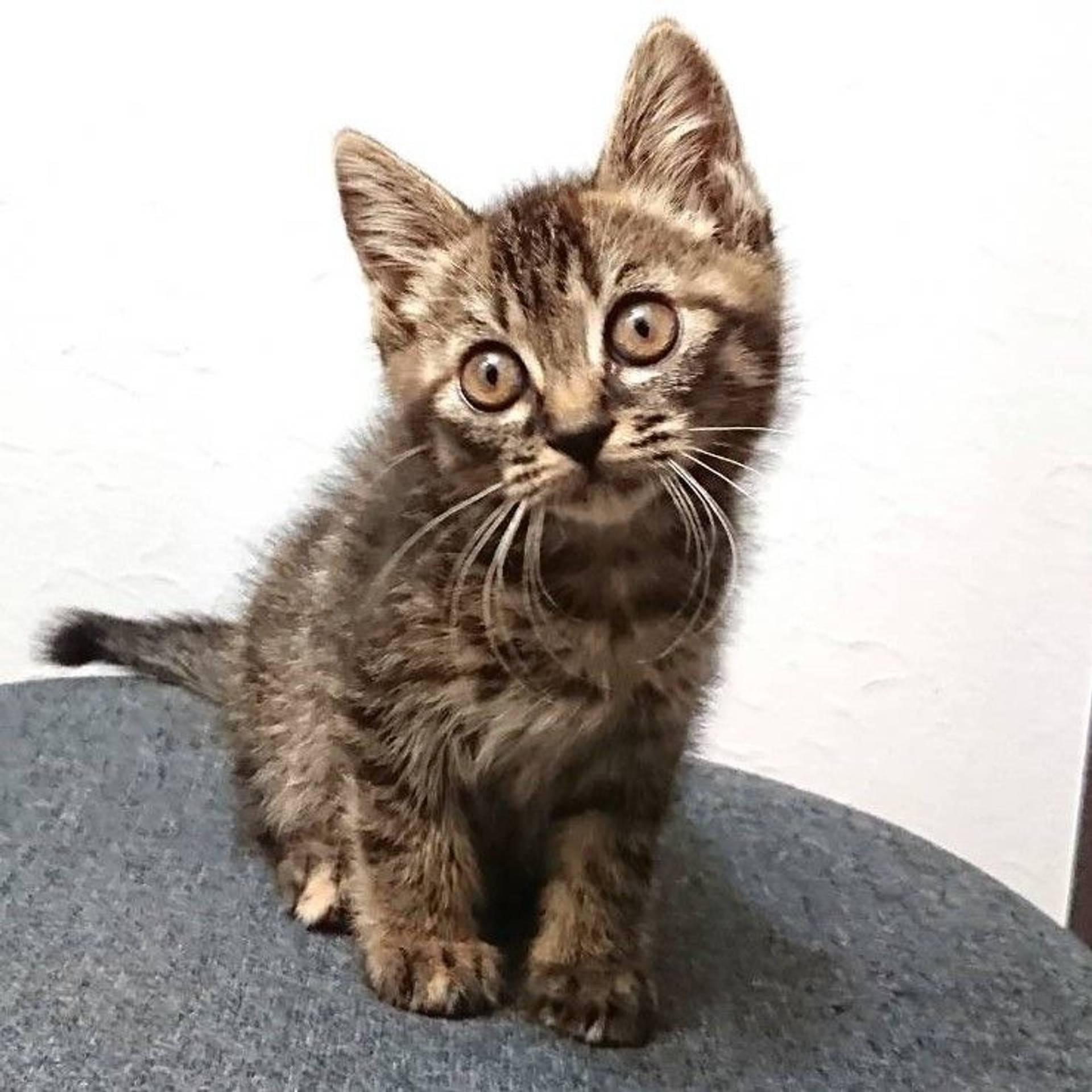 雑種（ミックス猫）・メスの里親募集の写真