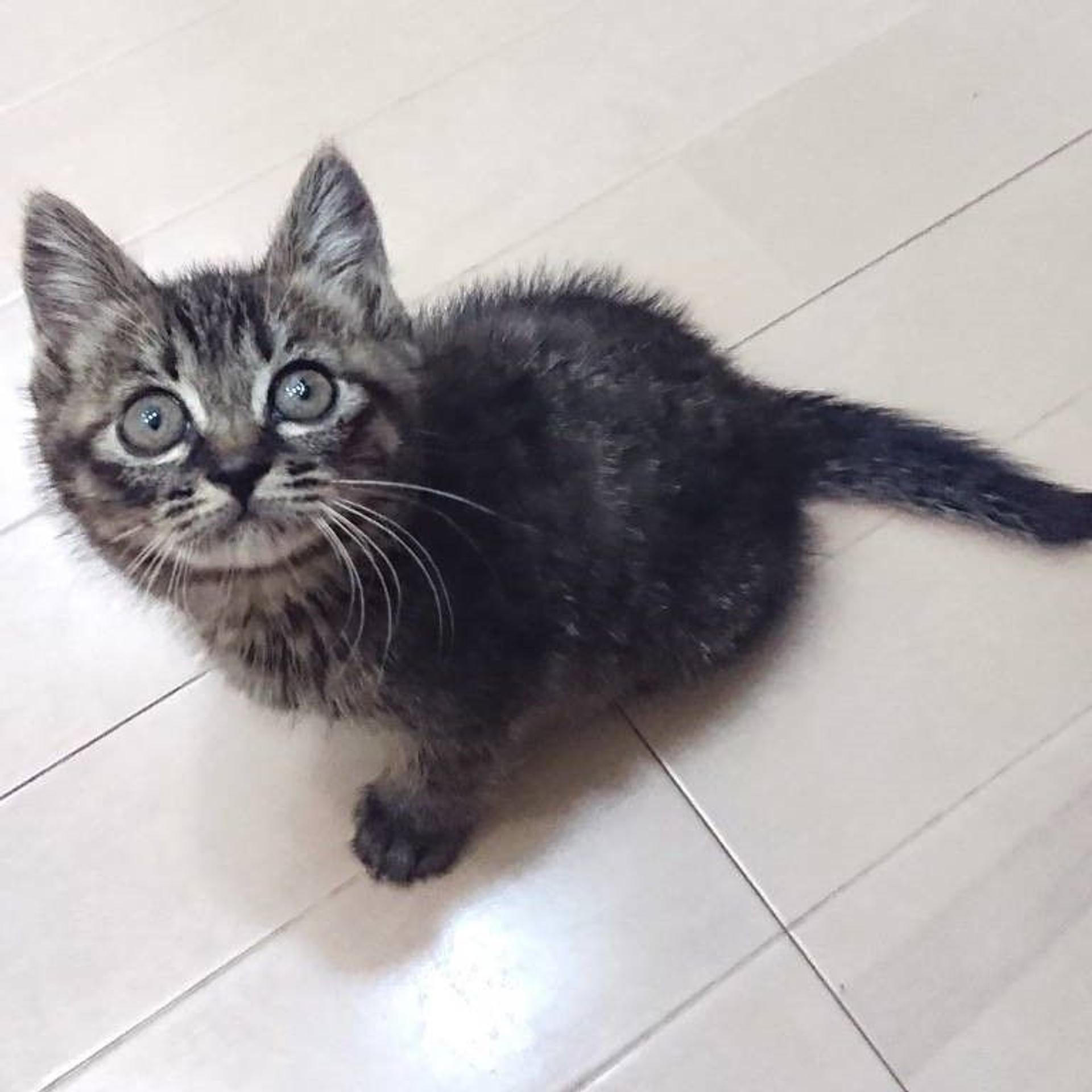 pet-image-3