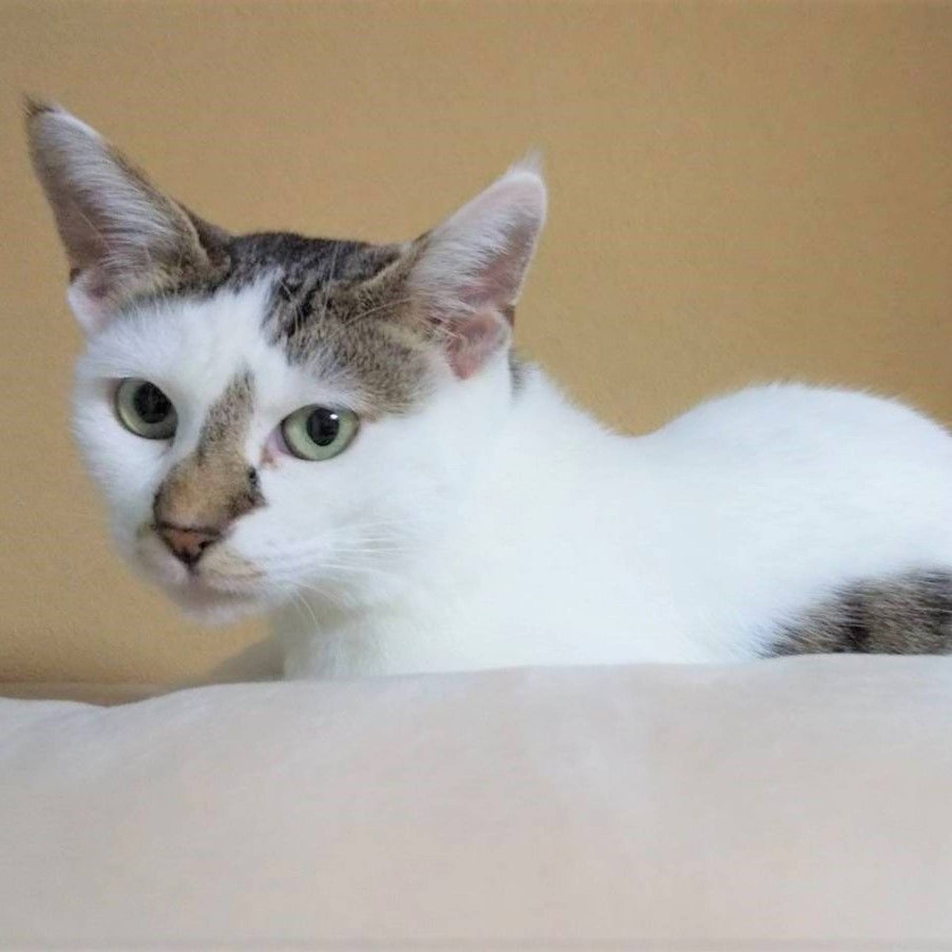 雑種（ミックス猫）・メスの里親募集の写真