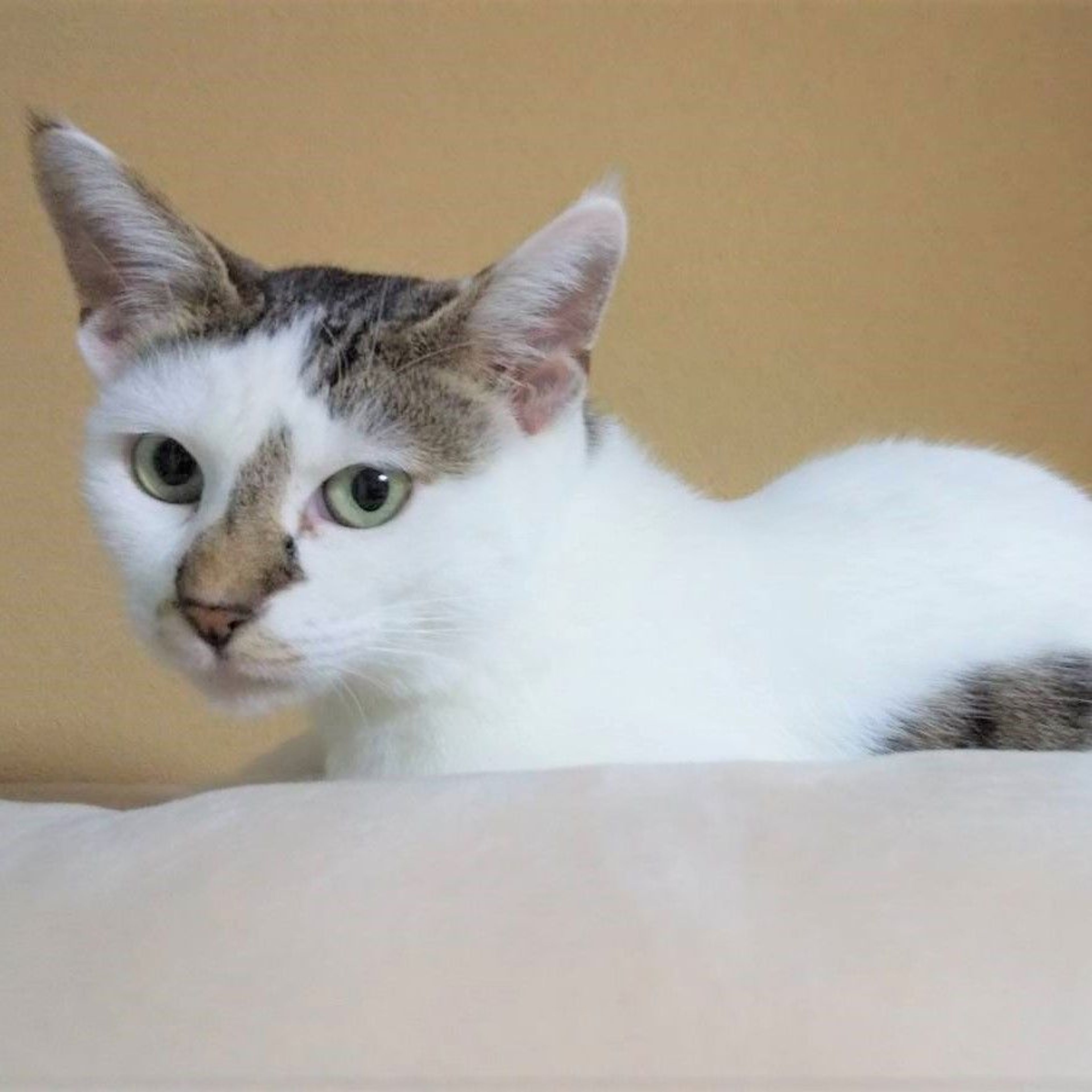雑種（ミックス猫）・メスの里親募集の写真