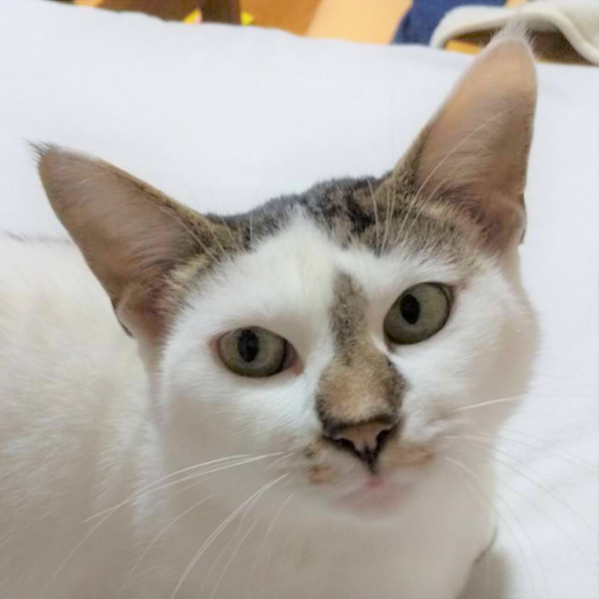 pet-image-2