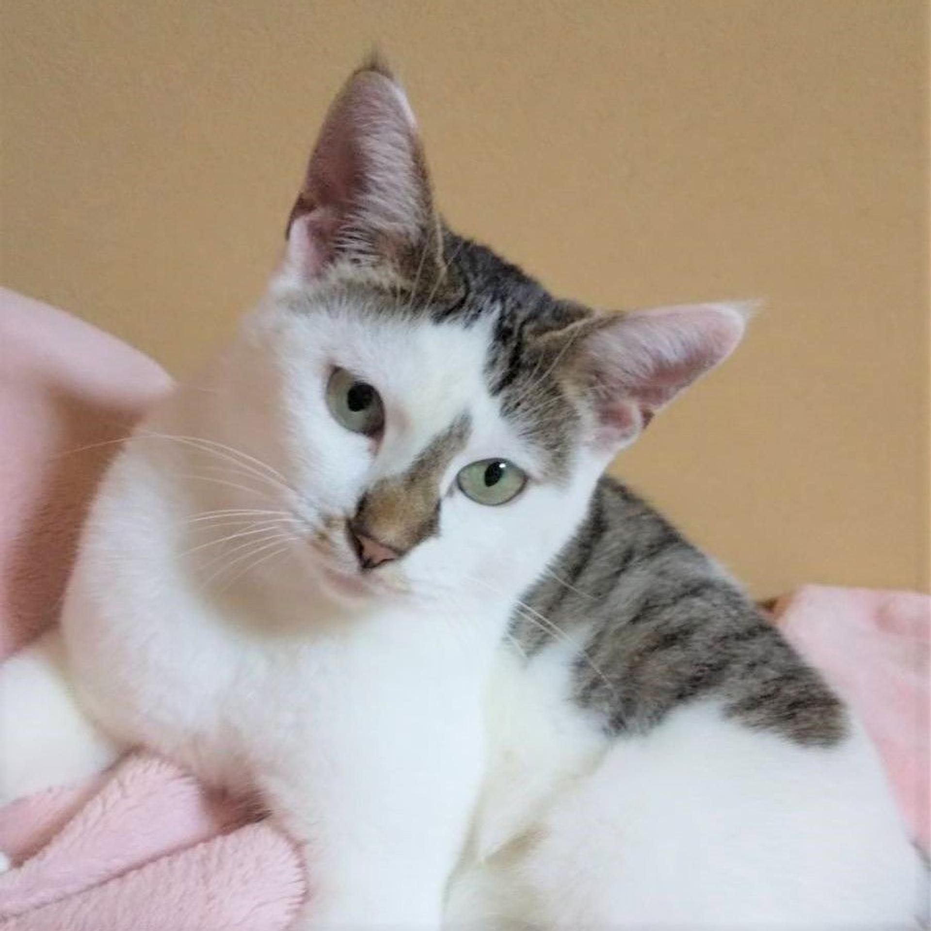 pet-image-3
