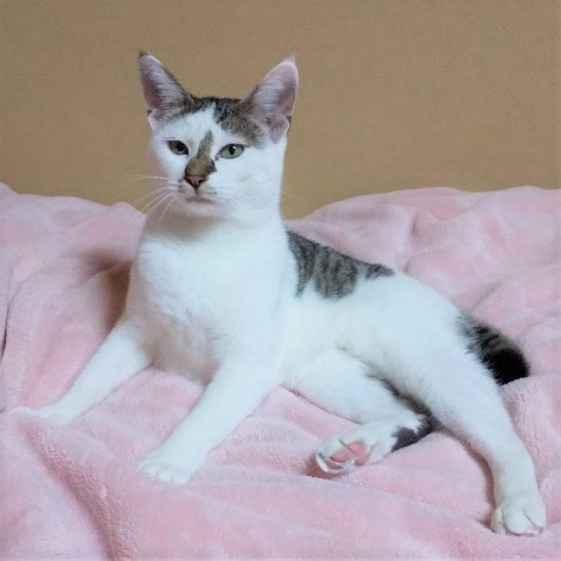 pet-image-4